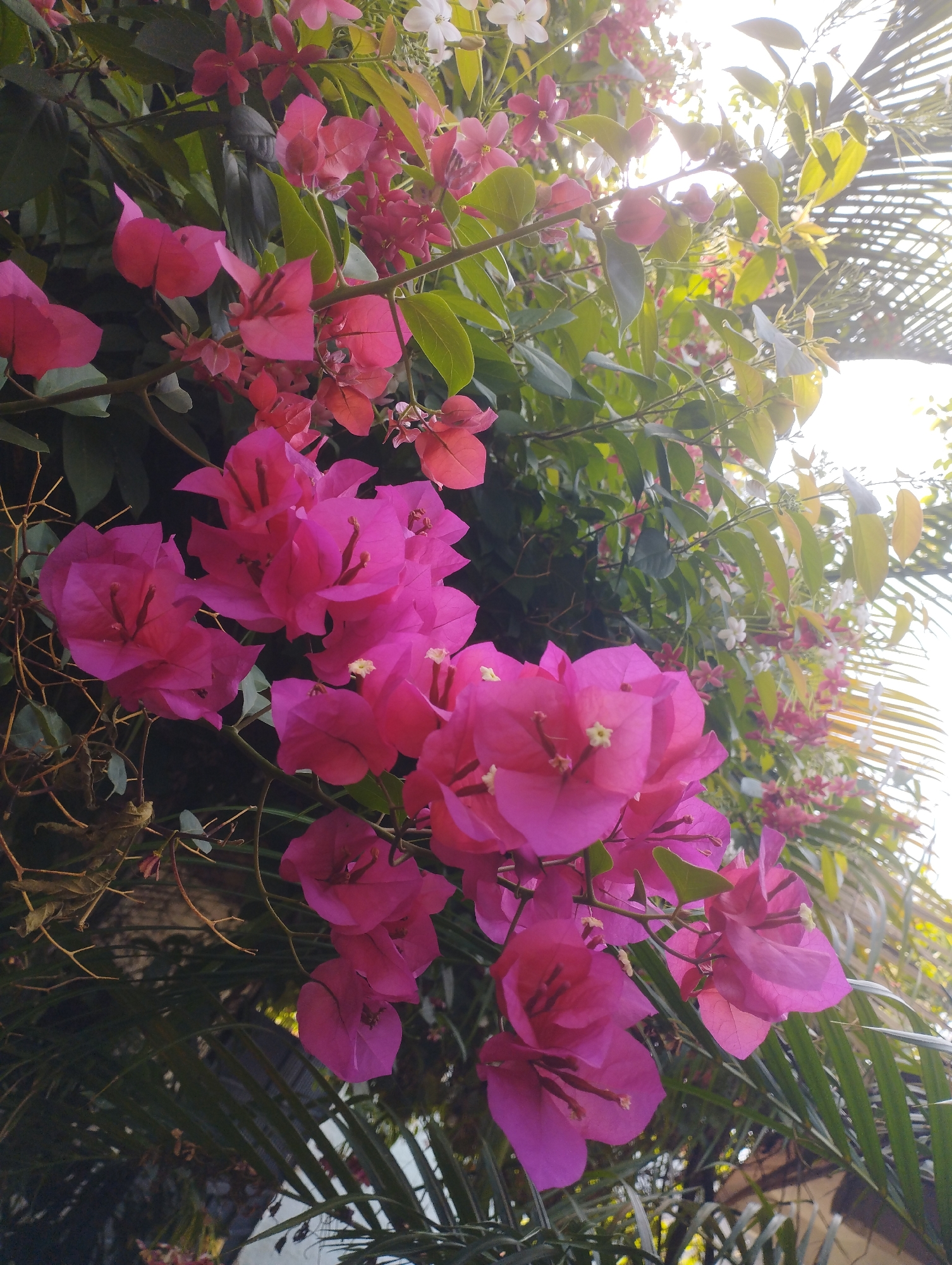 The image features a vibrant display of pink bougainvillea flowers clustered together in the foreground, alongside reddish-pink flowers and green leaves. A palm tree is visible in the background, bathed in bright sunlight. The picture was taken in Tinaquillo, Venezuela.