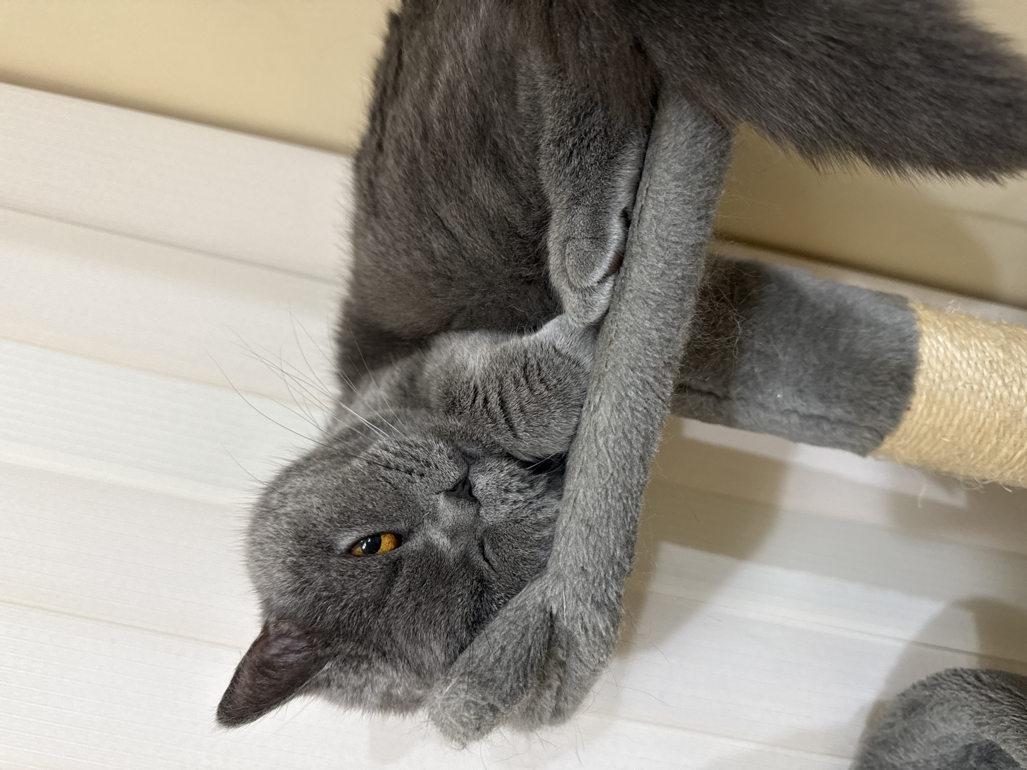 A grey cat is resting on a grey cat tree. The cat is lying on its side, with its head resting on its paw. Its eyes are open and looking at the camera. The cat tree is covered in grey fabric and has a rope-wrapped support. The background is a light-colored wall with vertical blinds. The image was taken indoors.