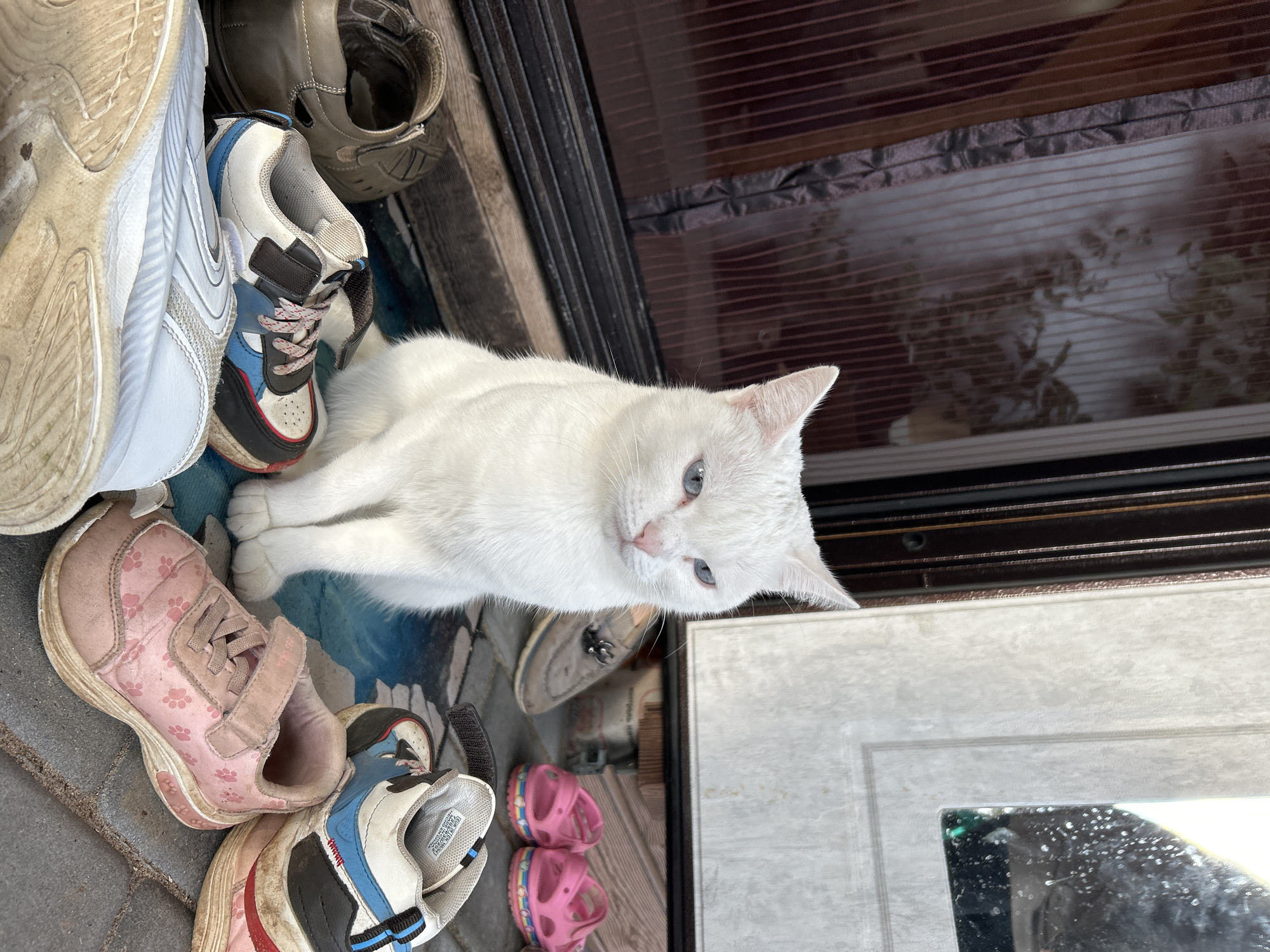 A white cat with blue eyes sits on a mat in front of a doorway. The cat is surrounded by various shoes, including a pair of pink toddler sandals with a rainbow pattern, a pair of white and blue athletic shoes, a pair of worn brown loafers, and a pair of white sneakers. The background shows a glass door with vertical blinds and a door frame. The ground is paved with bricks. The scene appears to be an outdoor entryway. No specific city or country is identifiable from the image.