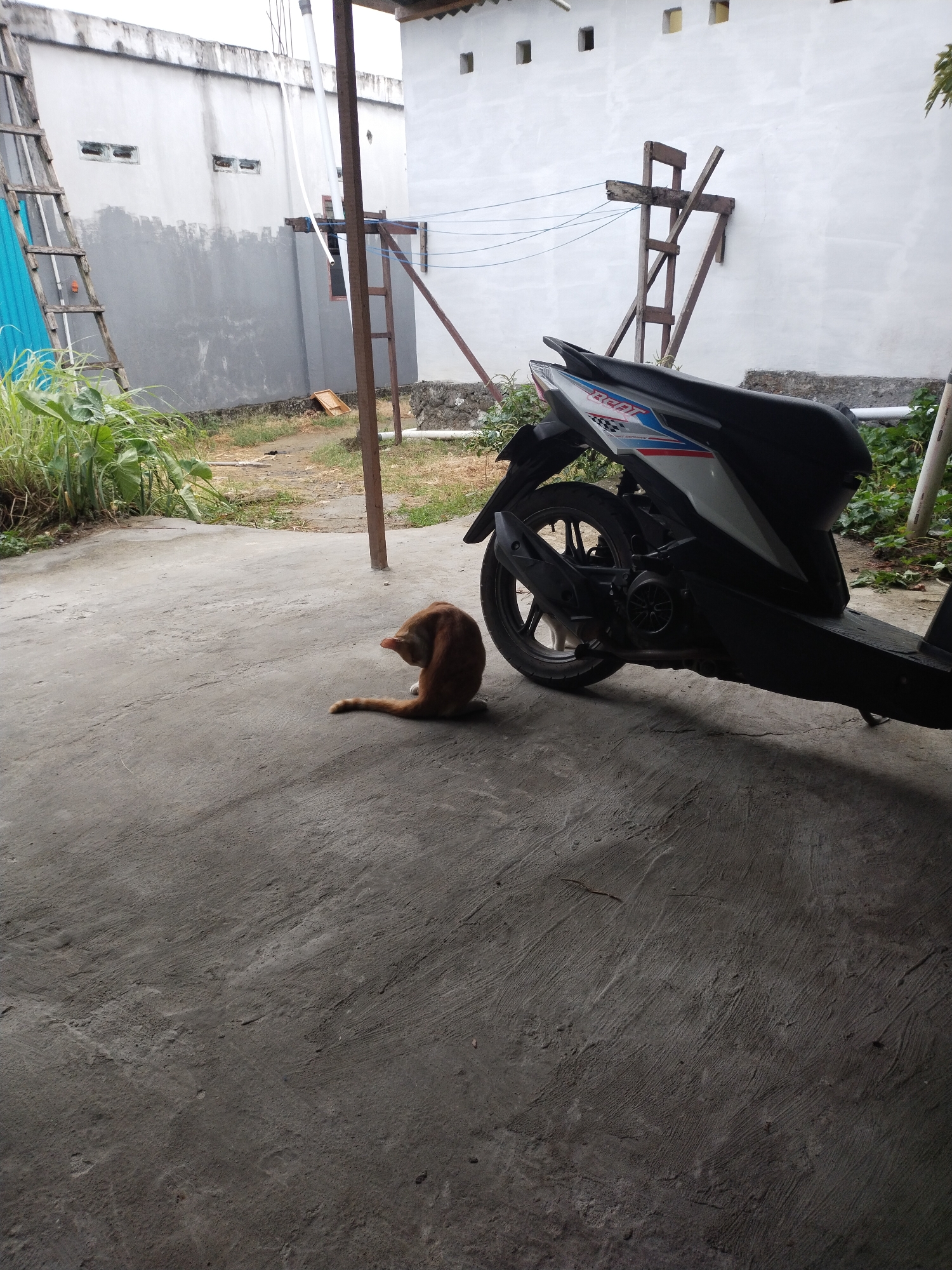 In Manokwari Barat, Indonesia, an orange cat is captured in a candid moment on a concrete surface. The cat is grooming itself, its hind leg raised and its head bent down to reach its fur. It sits facing away from the viewer, its tail curled around its body.
Behind the cat, a white and black motorcycle is parked. The motorcycle has a distinctive design with red and blue accents. To the left of the motorcycle, a wooden ladder leans against a gray wall. Further to the left, lush green foliage grows.
The background consists of a building with a white facade and several small, dark rectangular openings near the top. A wooden structure, possibly scaffolding or a support frame, is attached to the wall behind the motorcycle. The scene is set outdoors in what appears to be a residential or commercial area, with a mix of concrete and natural elements.