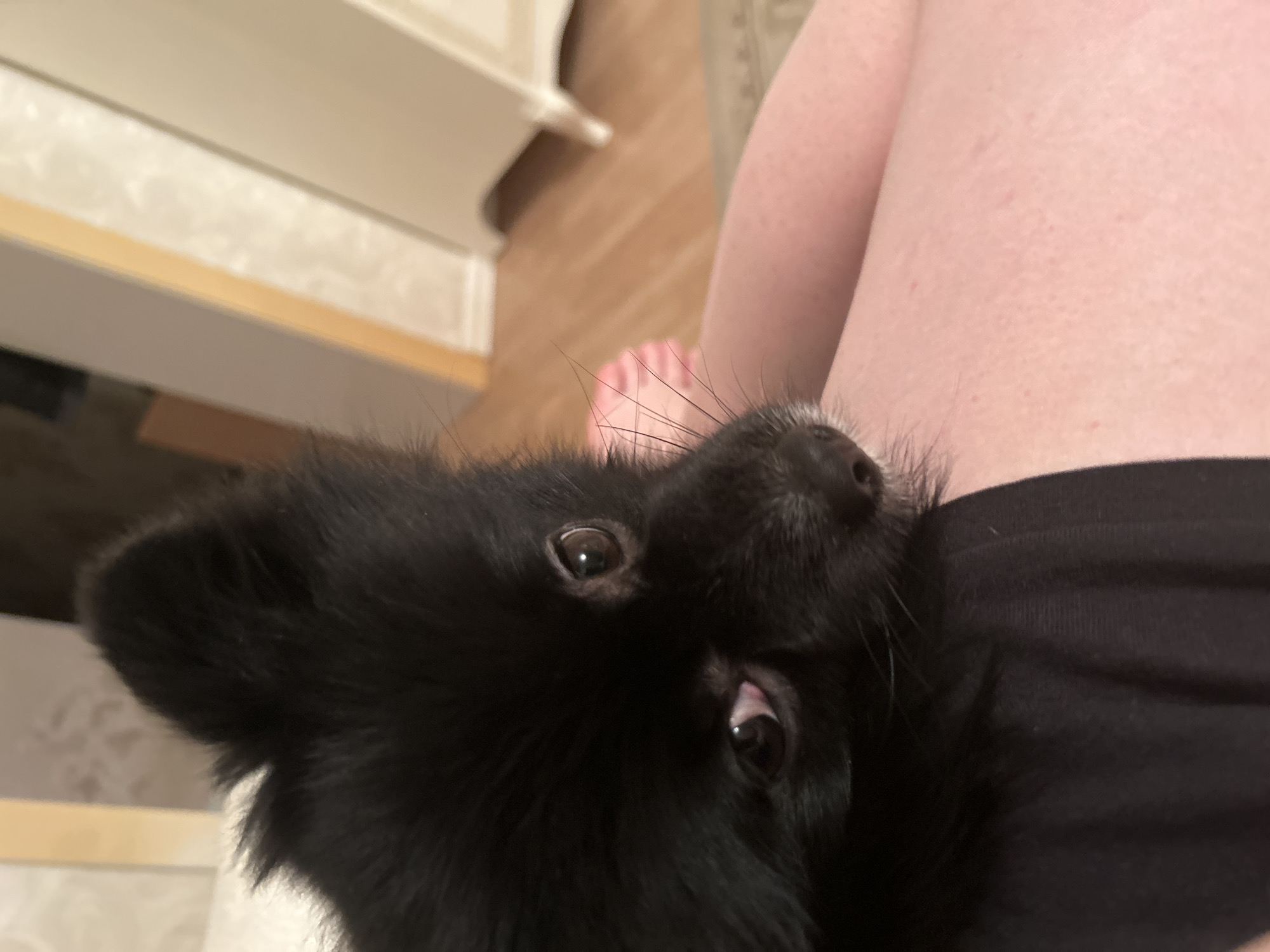 The image displays an indoor scene in the city of Chaikovsky, Russia. A small, black-furred dog with dark eyes and a dark snout is prominent in the foreground, resting its head on the bare, light-skinned upper thigh of a human subject. The dog's gaze is directed towards the camera, and its whiskers are clearly visible. A black garment covers part of the human's left thigh. In the midground, a light brown wooden floor is visible, along with a human foot featuring pink toenails or wearing a pink slipper/sock. The background shows light-colored walls or furniture, one section displaying a subtle patterned texture and a vertical light-colored edge, consistent with a residential interior under ambient illumination.