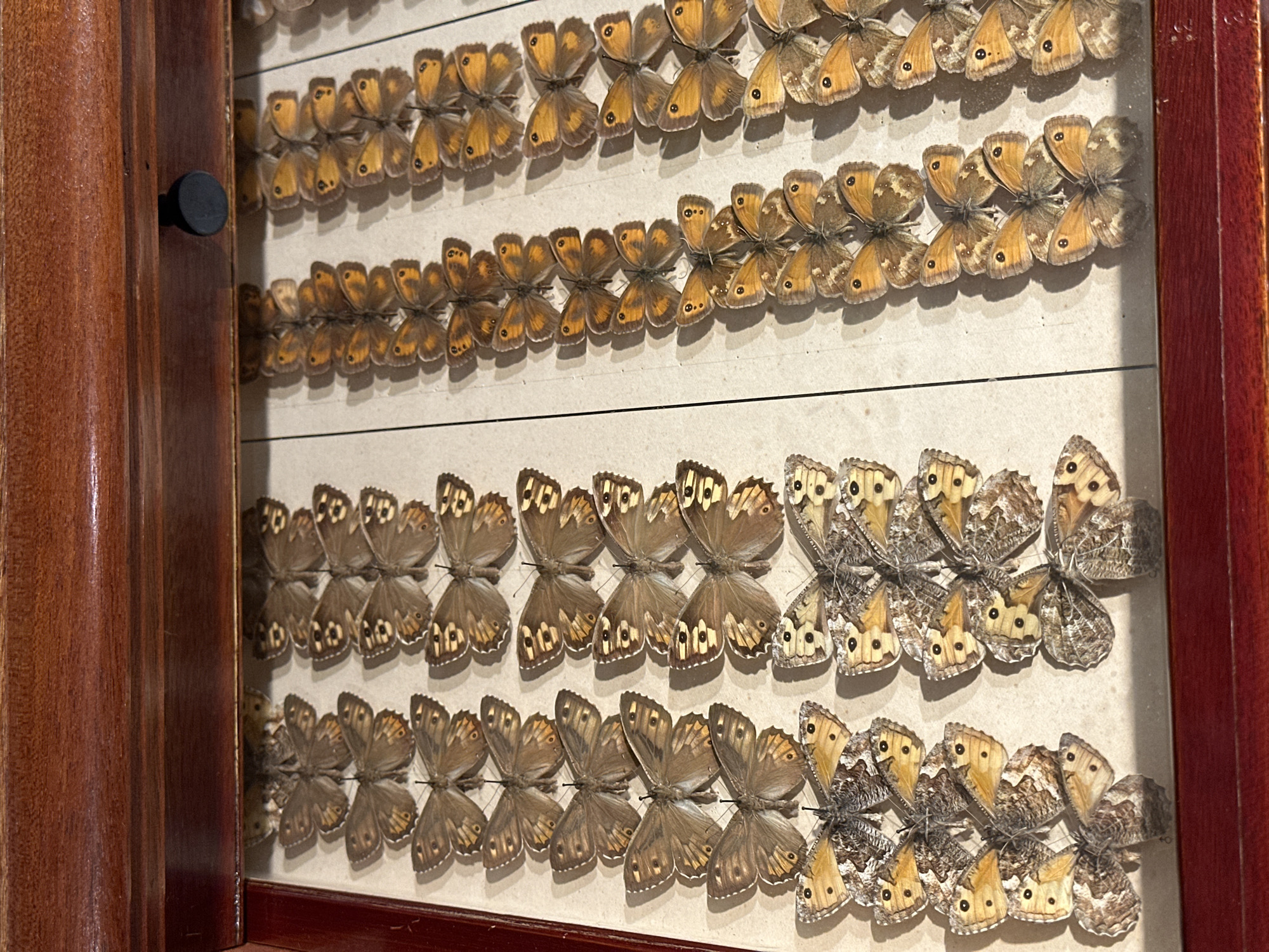 A close-up, top-down view depicts a portion of an entomological collection drawer, situated in Tunbridge Wells, United Kingdom. The drawer, constructed from dark reddish-brown wood with a visible black circular knob on the upper frame, features a transparent glass or acrylic cover. Beneath this cover, numerous pinned butterfly specimens are systematically arranged in vertical columns on a light-colored backing board. The butterflies in the outer columns (left and right) are predominantly mottled brown and cream, displaying distinctive black and yellow-ringed ocelli on their wings. The butterflies in the central columns are characterized by a uniform reddish-brown or orange-brown coloration, also exhibiting prominent black and yellow-ringed ocelli. All specimens are precisely pinned with wings spread, consistent with scientific display practices.