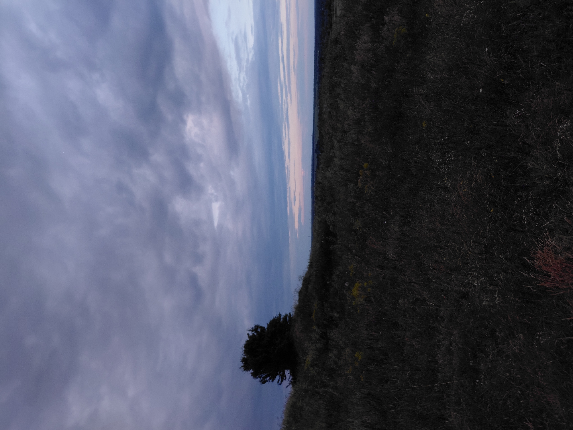 The image depicts a landscape scene under a cloudy twilight sky. In the foreground, a grassy, overgrown field dominates the lower half of the frame, with dark, muted tones indicating low light conditions. A solitary, dark silhouette of a tree stands on a gentle incline to the left of center. The middle ground features a vast expanse of this dense vegetation stretching towards the horizon. The horizon line is low and slightly obscured by the foreground and middle ground, with a hint of a distant landscape and possibly some structures visible. The sky above is filled with a dramatic arrangement of clouds in shades of gray, blue, and hints of pink and white near the horizon, suggesting the transition from day to night or a stormy weather pattern. The scene appears natural and undeveloped. The location is identified as Ustyvytsia, Ukraine.