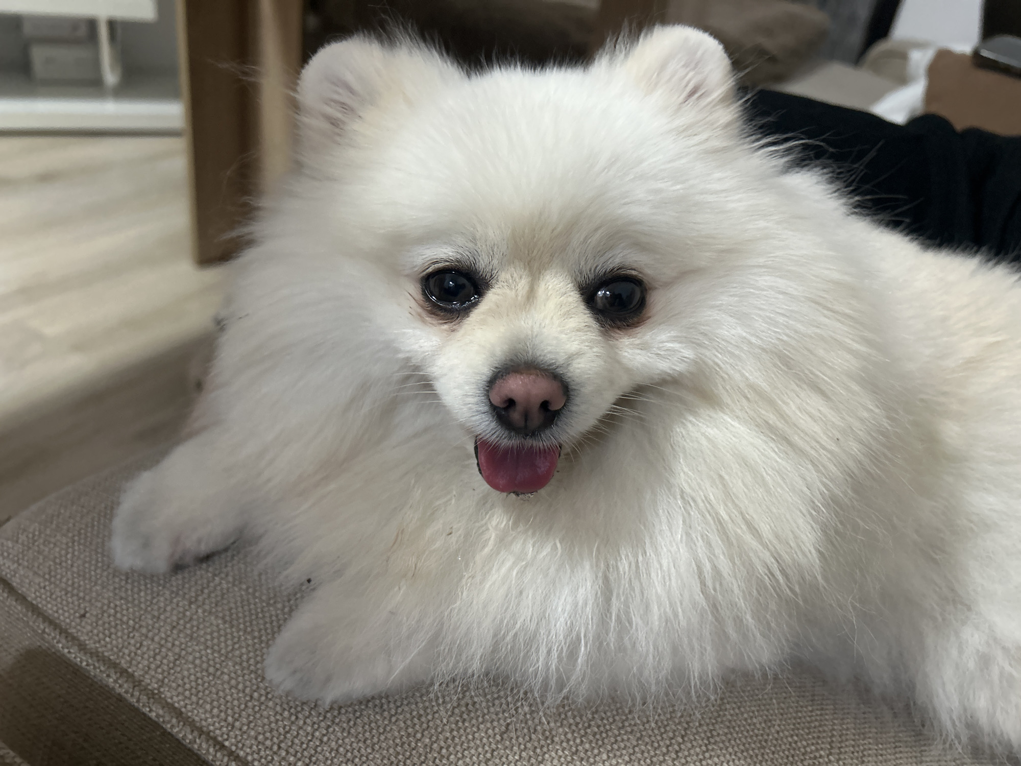 An outdoor shot captures a close-up of a white Pomeranian dog, its pink tongue slightly sticking out. The dog is lying down on a beige upholstered surface, likely a chair or sofa. In the blurred background, hints of an indoor environment are visible, including what appears to be furniture and a window. The scene is set in Varna, Bulgaria.