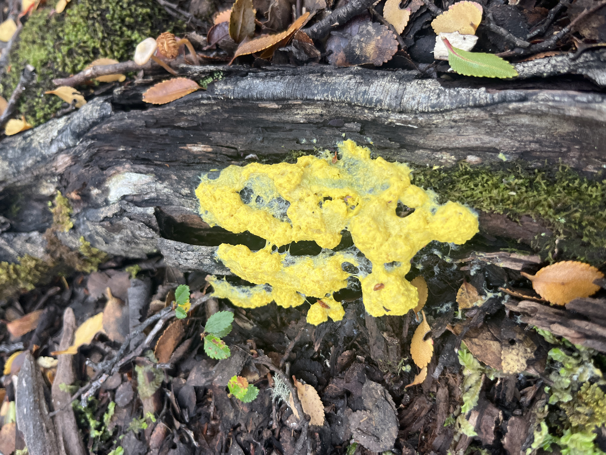 The image depicts a bright yellow slime mold growing on a decaying log surrounded by forest debris such as leaves, twigs, and bark. Green moss is also visible on the log. The scene appears to be a forest floor setting. The precise location is unknown, though the prompt suggests Ushuaia, Argentina, which is known for its forests. There are no people visible in the image.