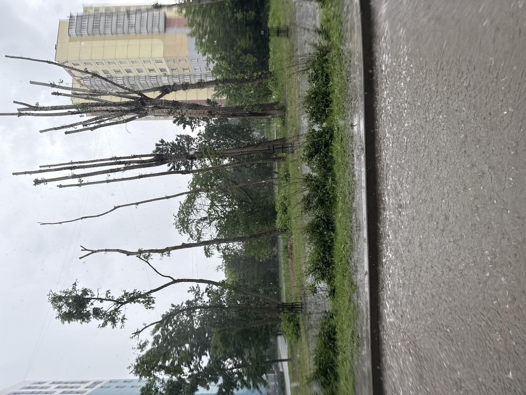 A photograph taken in Perm, Russia, shows a rainy, urban scene. Several trees, some heavily pruned with bare branches, line a wet street. A yellow apartment building stands in the background. Vegetation, like grass and bushes, is visible along the street edge, glistening with raindrops. The street itself is slick with water. The perspective suggests the photograph was taken from an elevated position, likely indoors.