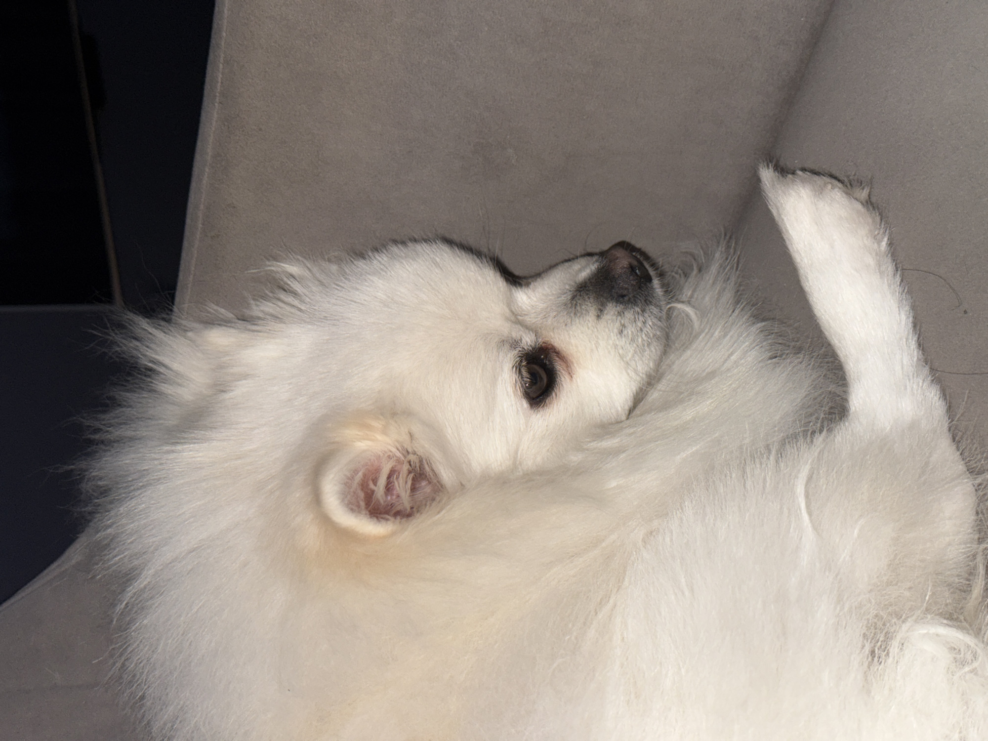 A close-up, high-angle photograph shows a fluffy white dog, possibly a Pomeranian, resting on a gray upholstered surface, likely a couch or bed. The dog is lying on its back or side, with its head tilted upwards towards the top-right of the frame. Its dark, expressive eyes and black nose are clearly visible, contrasting with its thick, soft white fur. One small ear, with a reddish-pink interior, is partially visible amidst the fur on the left side of its head. A curled leg or paw extends into the upper right corner of the frame. The background features various shades of gray from the furniture and darker, indistinct areas, suggesting an indoor setting with low lighting. The dog appears relaxed and comfortable. There is no visible text in the image. The location context for this media is Лобаново, Russia.
