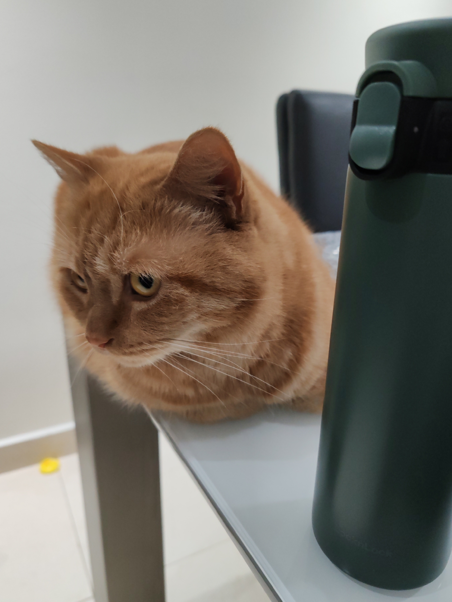 An orange tabby cat is sitting on a glass-topped table. To the right of the cat is a dark green thermos. The cat is looking down and to its left. The background is blurred, showing a white wall and a dark chair. There is a small yellow object on the floor in the lower left of the image. The scene appears to be indoors, likely in a home or office. There is no indication of the city of Dubai, United Arab Emirates.