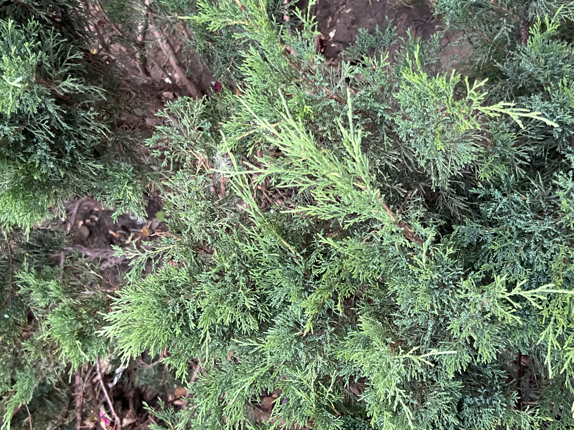 The image shows a close-up, head-on view of a dense evergreen shrub, likely a juniper, in Belozernyi, Russia. The shrub's foliage is a mix of dark and light green, with many small, scale-like leaves and fine, feathery branches. The background is blurred and consists of dark brown soil and some dry, brown organic matter, possibly fallen leaves or twigs. The lighting suggests it is daytime, but the light is diffused, creating soft shadows within the dense foliage. No people or animals are visible in the image. The focus is entirely on the texture and color of the plant.