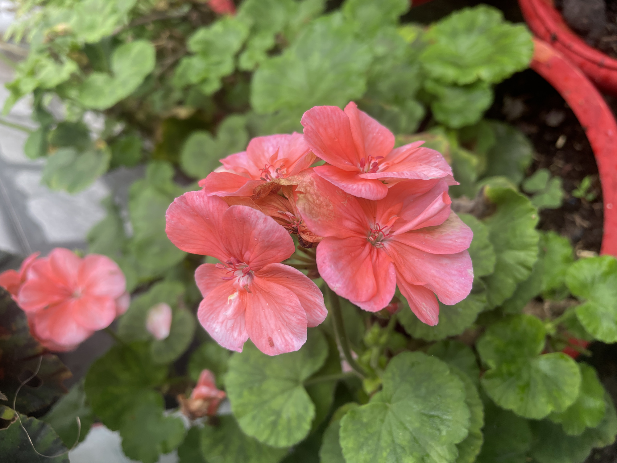 A close-up, eye-level shot focuses on a cluster of vibrant pink geranium flowers with green leaves in the foreground. The flowers exhibit delicate petals and intricate stamen. The background is softly blurred, suggesting an outdoor setting with hints of a red planter and a light-colored wall. The overall scene evokes a sense of natural beauty and tranquility. There is no indication of the city of Bhagsu, India in this image.