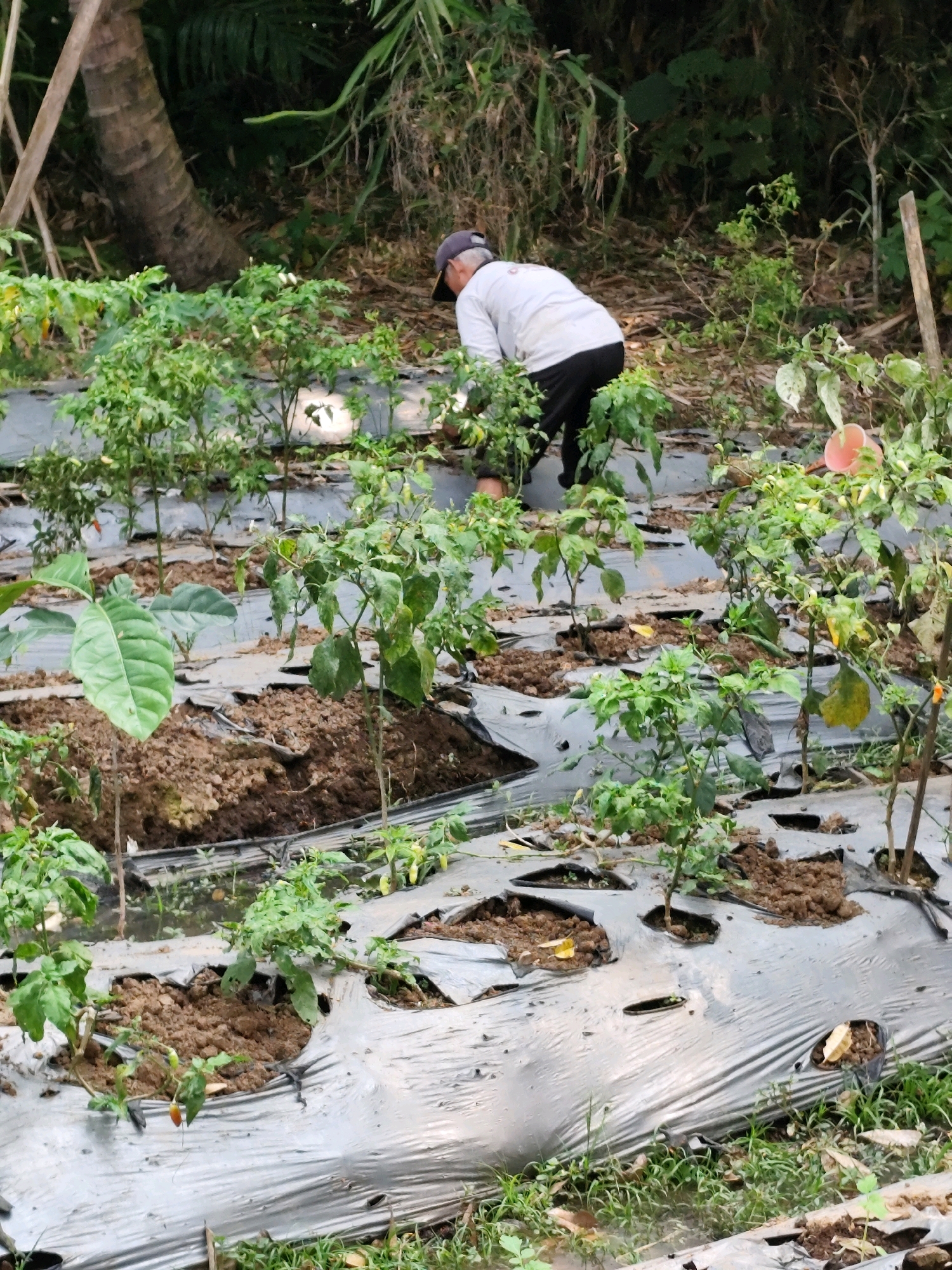 An overhead shot captures a person wearing a dark baseball cap, a white long-sleeved shirt, and black pants, tending to a field of plants in Jambewangi, Indonesia. The plants, appearing to be chili peppers, are arranged in rows covered with black plastic mulch, with openings for each plant. The ground is a mixture of dark soil and a visible layer of water, suggesting recent irrigation. In the background, lush green foliage and a palm tree trunk frame the scene, indicating an outdoor, possibly rural, environment.