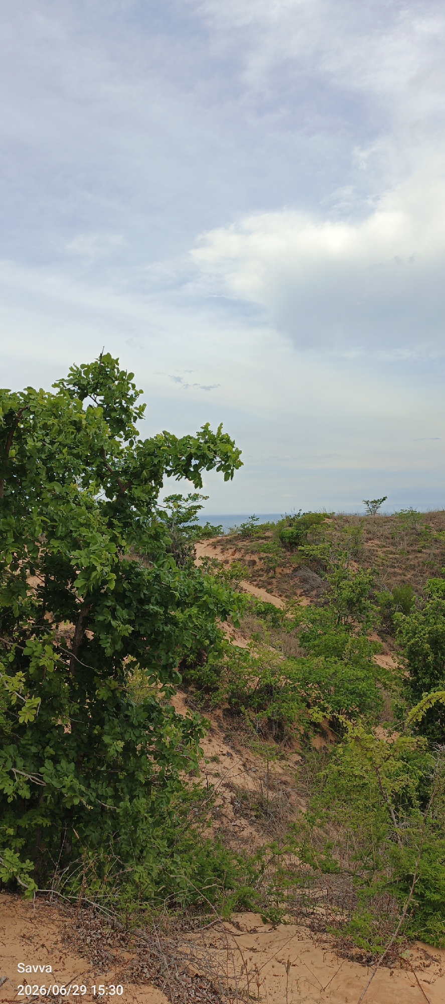 This vertical media file captures a landscape scene, likely in Phu Thuy Ward, Vietnam. The foreground is dominated by a lush, leafy green tree on the left, its branches extending towards the center and right of the frame. Behind the tree, the terrain slopes upwards, characterized by sandy dunes sparsely covered with low-lying green vegetation and dry brush. A path winds its way up the sandy slope, disappearing over a crest.
In the middle ground, the landscape continues with more scattered greenery and sandy earth. A few small trees are visible on the rising terrain, and in the distance, a glimpse of the sea can be seen under a soft, hazy sky. The sky itself is a blend of pale blue and soft, diffused clouds, suggesting it might be late afternoon or early morning, or a day with overcast conditions. There is no activity or event taking place; the scene appears tranquil and natural.
Visible text in the lower left corner reads "Savva" followed by a date and time stamp: "2026/06/29 15:30". This text is overlaid on the image, likely a watermark or caption. The overall mood conveyed is one of natural serenity, with the textures of sand, foliage, and sky creating a peaceful, rustic atmosphere.