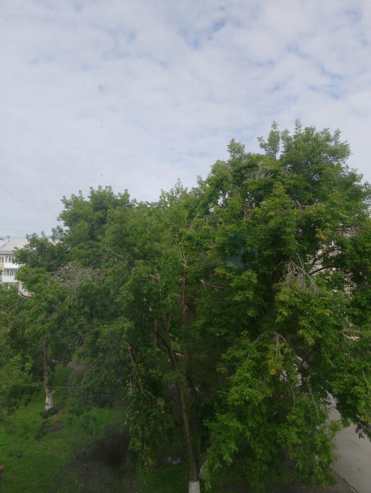 This image, taken in Sukhoy Log, Russia, provides a view through a window screen overlooking a tree-lined street. A large, mature tree with dense green foliage dominates the foreground. The tree's branches extend across the frame, obscuring parts of the background. To the left, a multi-story building with light-colored walls and balconies is partially visible behind the tree canopy. The ground below the tree is covered with green grass and some patches of bare earth. The sky above is cloudy with patches of blue. The presence of a window screen suggests an indoor vantage point.