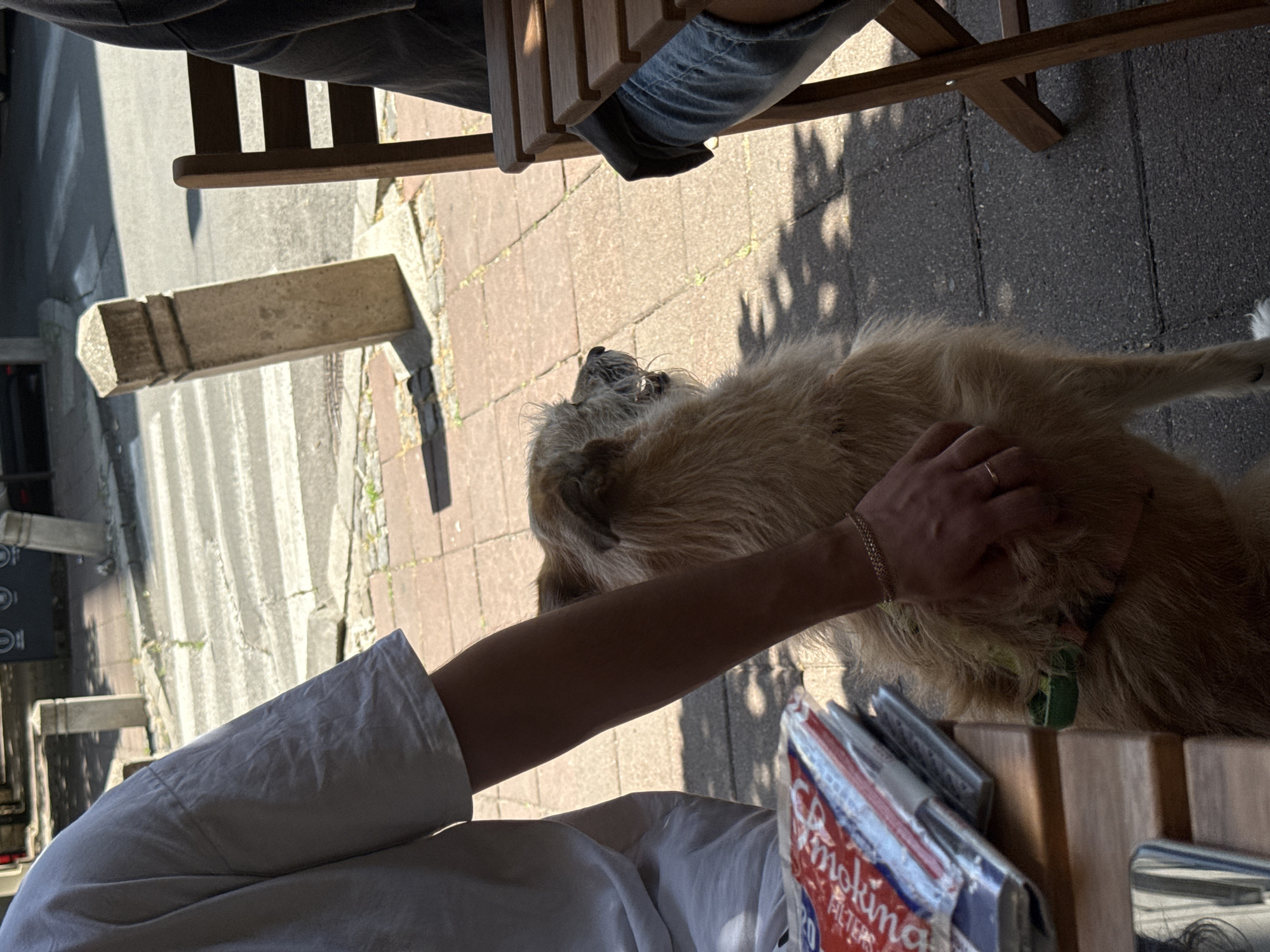 A medium-sized, tan-colored dog with shaggy fur is sitting on a sidewalk and being petted by a person. The person's arm, wearing a light-colored t-shirt, is visible reaching down to pet the dog. The dog is looking towards the right side of the frame. In the background, a crosswalk is visible on a paved street, and there are two concrete bollards. To the right, a portion of a wooden chair and a person's legs in blue jeans are visible. Magazines or flyers are stacked on a table in the lower left of the image. The scene appears to be outdoors on a sunny day, with shadows cast on the ground. The location is identified as being in the city of Belgrade, Serbia.