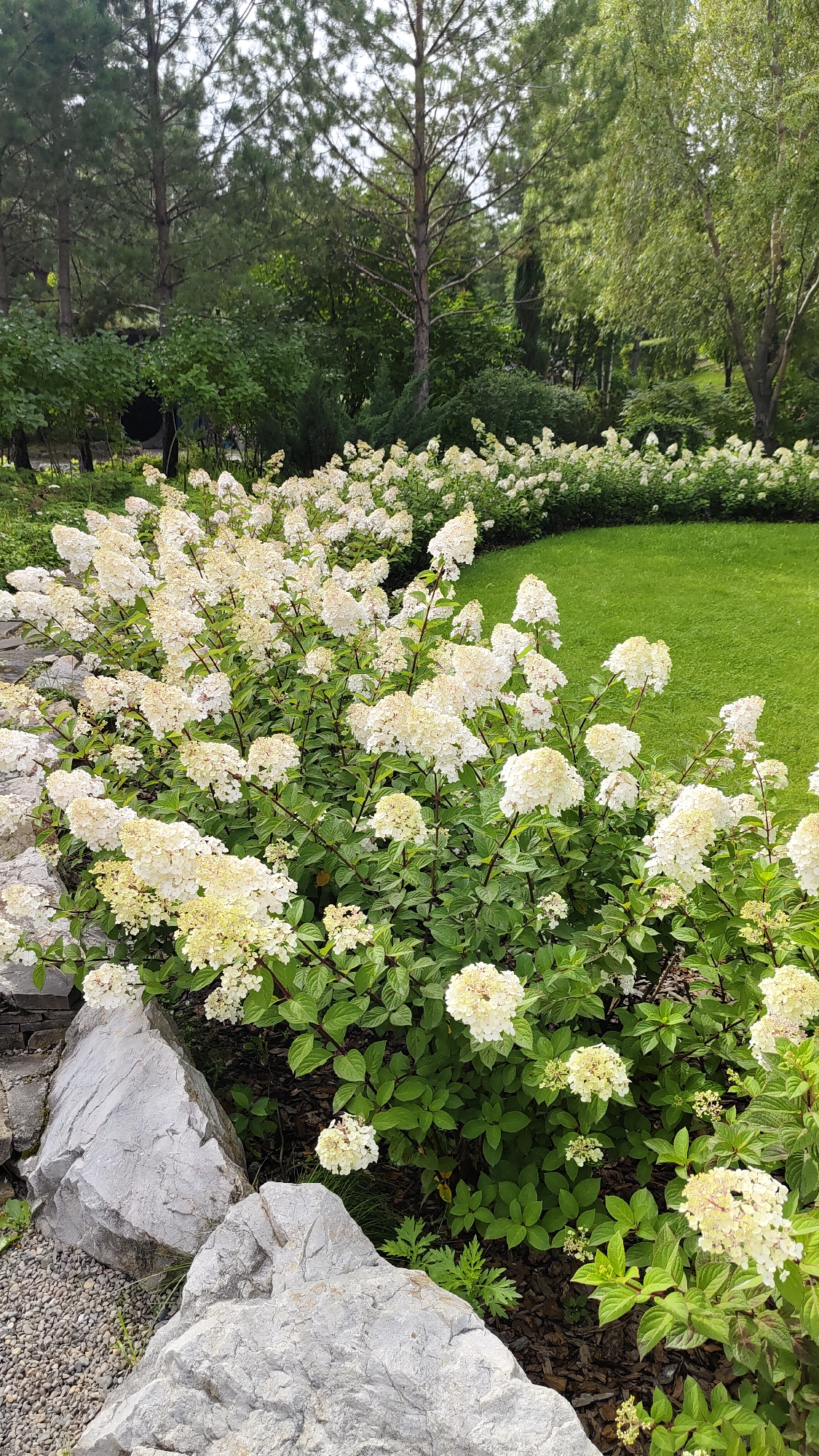 This is a vertical, medium-shot, eye-level, outdoor photograph of a garden landscape. In the foreground, large, light gray, weathered rocks are positioned on the left, with smaller, dark gray gravel to their left. Behind the rocks, numerous blooming white hydrangeas with green foliage fill the lower half of the frame. The hydrangeas are densely packed, with cone-shaped flower heads. A neatly manicured, bright green lawn is visible in the middle ground on the right. In the background, a variety of trees with green foliage are present, including pine trees and deciduous trees. The overall scene depicts a well-maintained garden. The photograph was taken in the city of Krasnoyarsk, Russia.