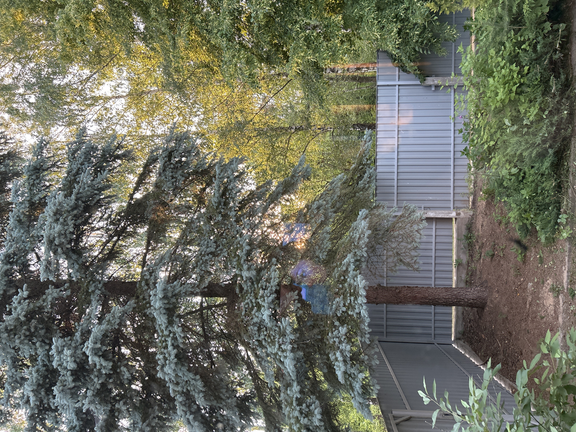A serene outdoor scene showcases a tall, mature blue spruce tree in the foreground, its silvery-blue needles providing a striking contrast to the dappled sunlight filtering through its branches. Behind the spruce, a light-colored deciduous tree with bright green leaves creates a textured canopy, its foliage catching the warm glow of the sun. Further in the background, a corrugated metal fence, painted a muted gray, stretches horizontally across the frame, suggesting a boundary or enclosure. Lush green vegetation, including bushes and smaller trees, borders the fence on the right side, adding depth and a sense of natural abundance to the setting. The ground appears to be covered with dry earth and some scattered leaves.
The lighting indicates it is likely late afternoon or early evening, with the sun casting long shadows and creating a soft, golden illumination. The overall atmosphere is peaceful and tranquil, evoking a sense of quietude in a natural or semi-natural environment. No people are visible, and no specific activity is taking place, beyond the quiet growth of the trees and plants. There is no visible text in the image. The location context suggests a rural or semi-rural setting within the Lunna rural council of Belarus.