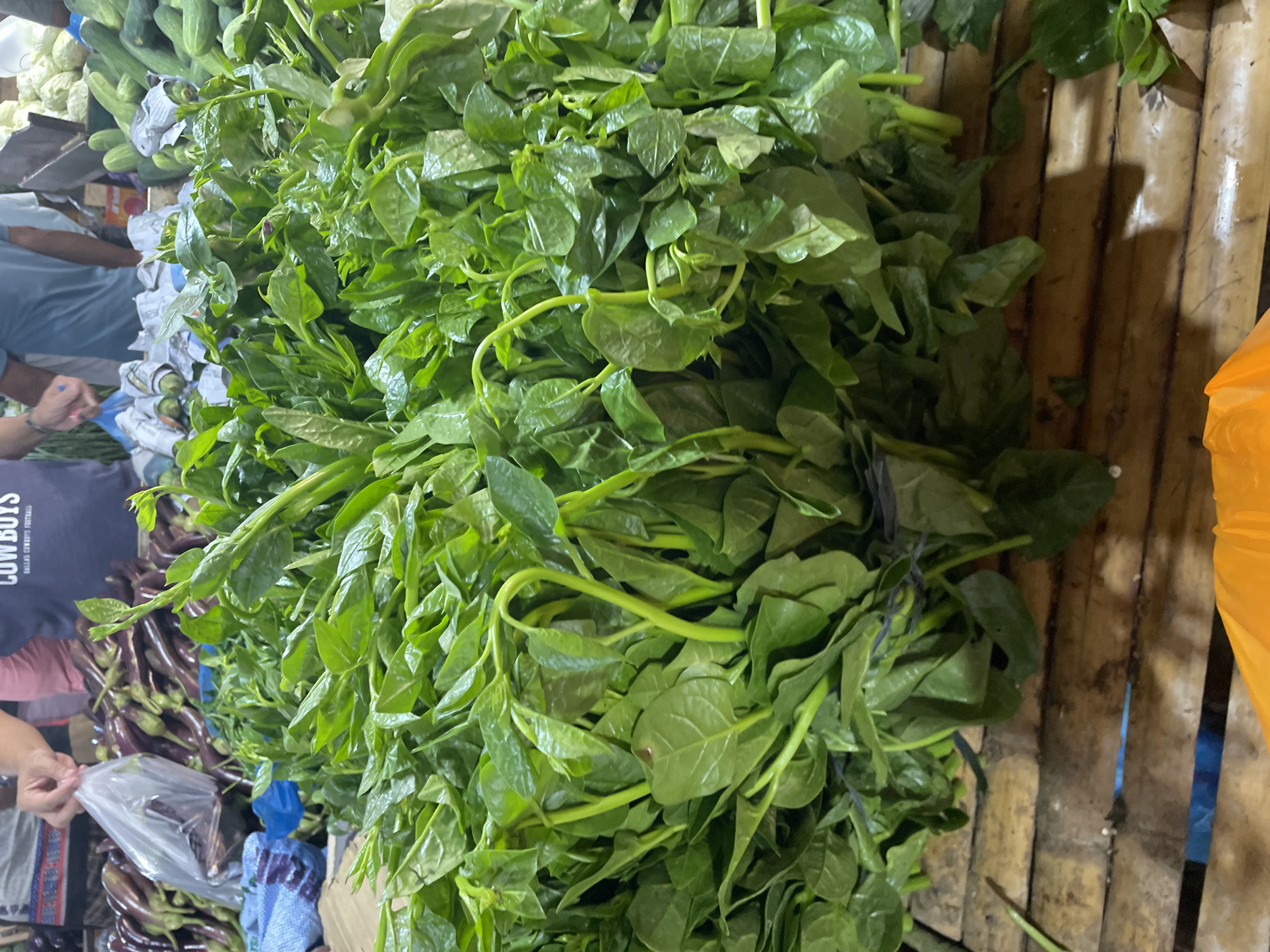 The image depicts a bustling market stall in Davao City, Philippines, showcasing a large, fresh display of green leafy vegetables. The central focus is a substantial pile of Malabar spinach (Basella alba), characterized by its vibrant green, ovate leaves and thick, often slightly curled, stems, presented in numerous tightly bound bunches on a rustic wooden or bamboo slatted surface.
In the background to the left, a person with a light skin tone is visible from the chest up, wearing a dark blue t-shirt with the word "COWBOYS" prominently displayed in white text. This individual is holding a clear plastic bag over a large mound of dark purple eggplants. A blue and white patterned cloth or bag is also partially visible beneath the eggplants. To the right of the main vegetable display, a second person, wearing a light blue shirt, is partially visible, interacting with the market environment. Further into the background on the right side, multiple green cucumbers are stacked, and behind them, a large pile of light-colored vegetables, likely cabbage or lettuce, is arranged. The bottom foreground shows a partial view of an orange plastic item, possibly a bag. The scene is well-lit, suggesting an active market setting.