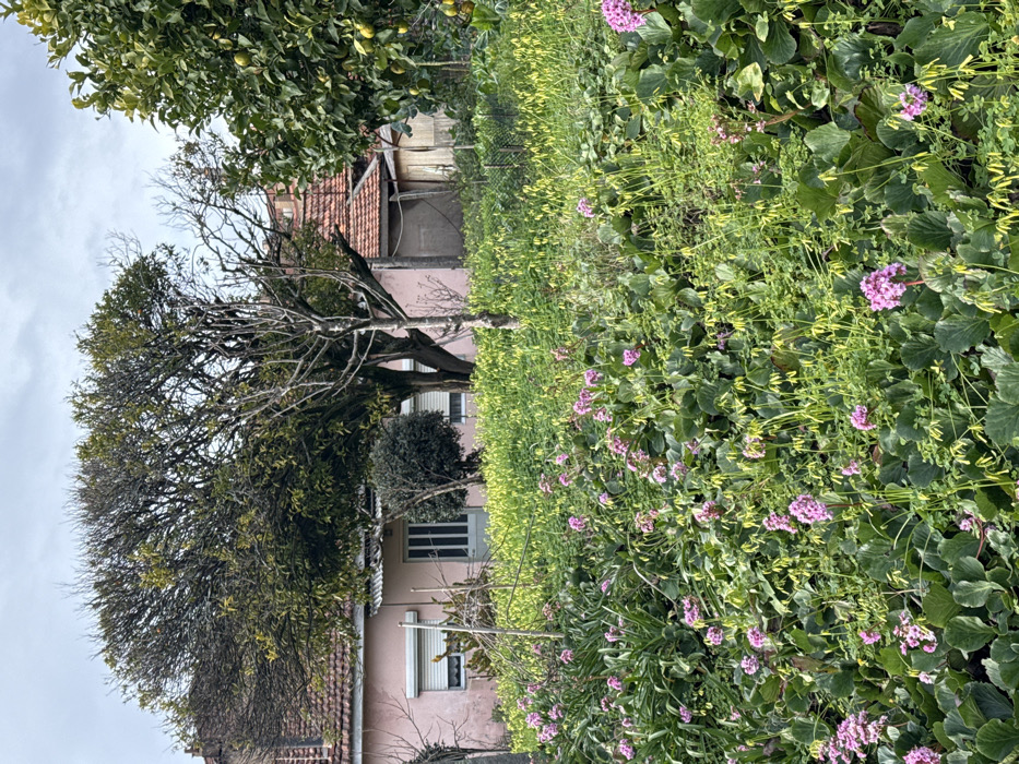 A pink house is partially obscured by greenery and trees. Flowering plants with pink blossoms fill the foreground. A large tree with bare branches stretches across the left side of the frame, partially covering the house's roof and windows. An orange tree with fruit is in the upper left corner. The sky is overcast.
