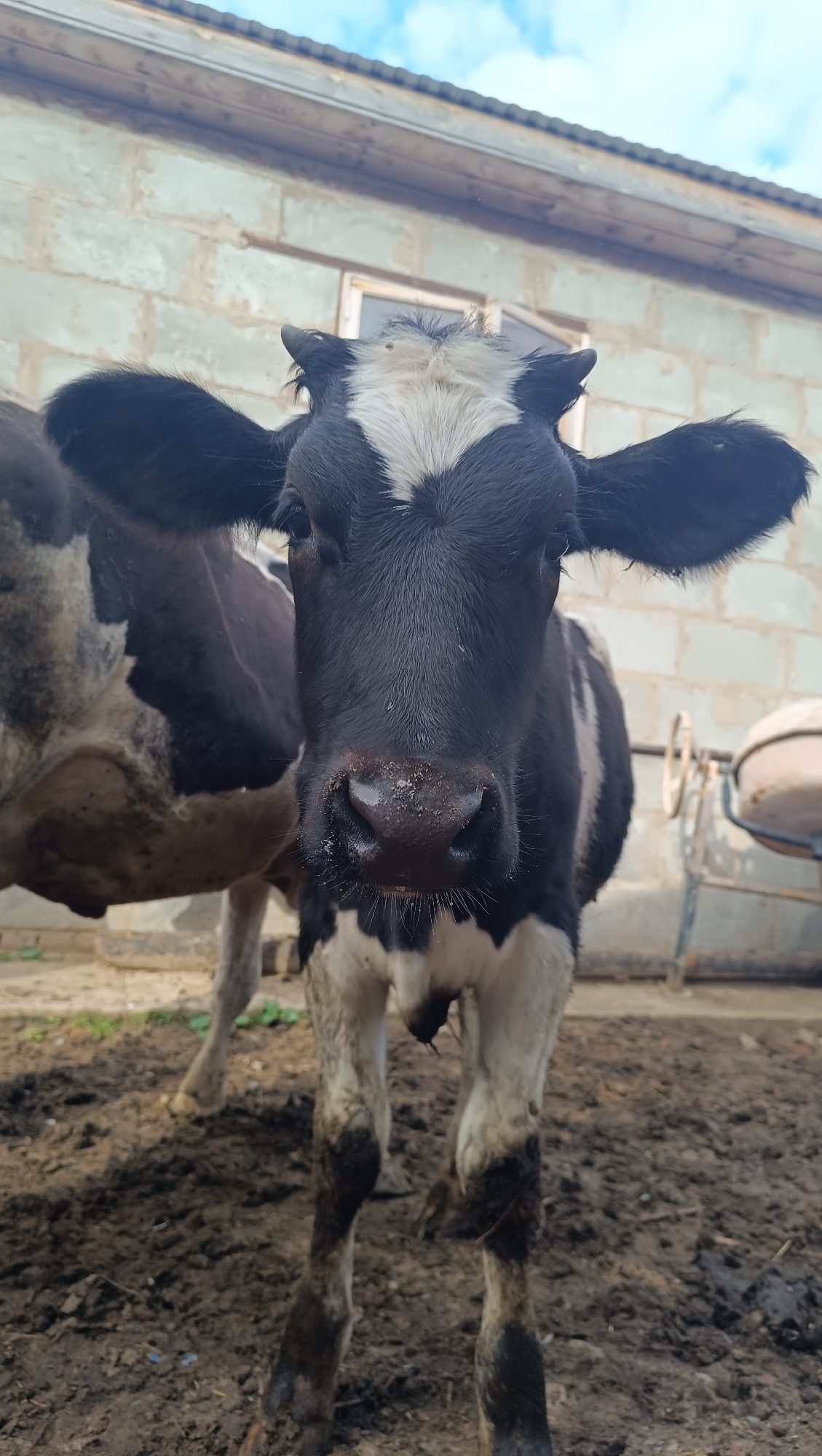 A young black and white cow stands in a muddy enclosure in front of a light-colored brick building. The cow is facing the camera, with its ears splayed outwards. Its fur is wet in places, and its legs are muddy. The building behind the cow appears to be a barn or stable, with a sloped roof and a window visible. To the right of the cow, a metal structure with a wheel is present, possibly part of farm equipment. The ground is covered in dark, wet mud. The sky above is partly cloudy. The overall scene suggests a rural or farm setting, possibly in Karsha, Russia, given the information provided.