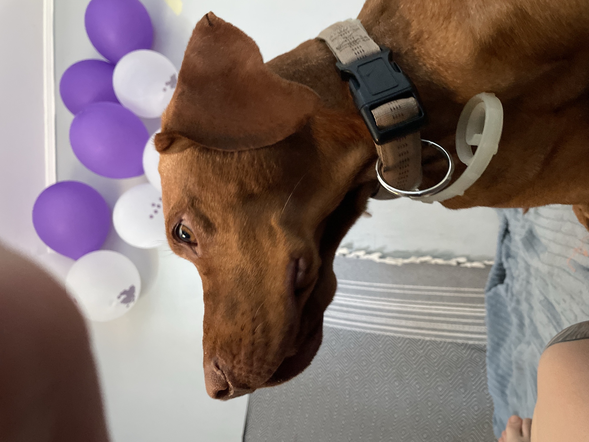 A medium shot shows the head of a reddish-brown dog in profile, facing left, with balloons in the background. The dog's nose is dark and moist, and its eye is light brown. It wears a tan collar with a black buckle and a silver ring. A white plastic tag is attached to the ring, spiraling down. In the background, several purple and white balloons are visible against a white wall. The dog is positioned in front of a gray and white patterned blanket draped over a piece of furniture. A blue blanket is visible below the dog and to the left. The image appears to be taken indoors, likely in a residential setting. There is no information to suggest the location is Herceg Novi, Montenegro.