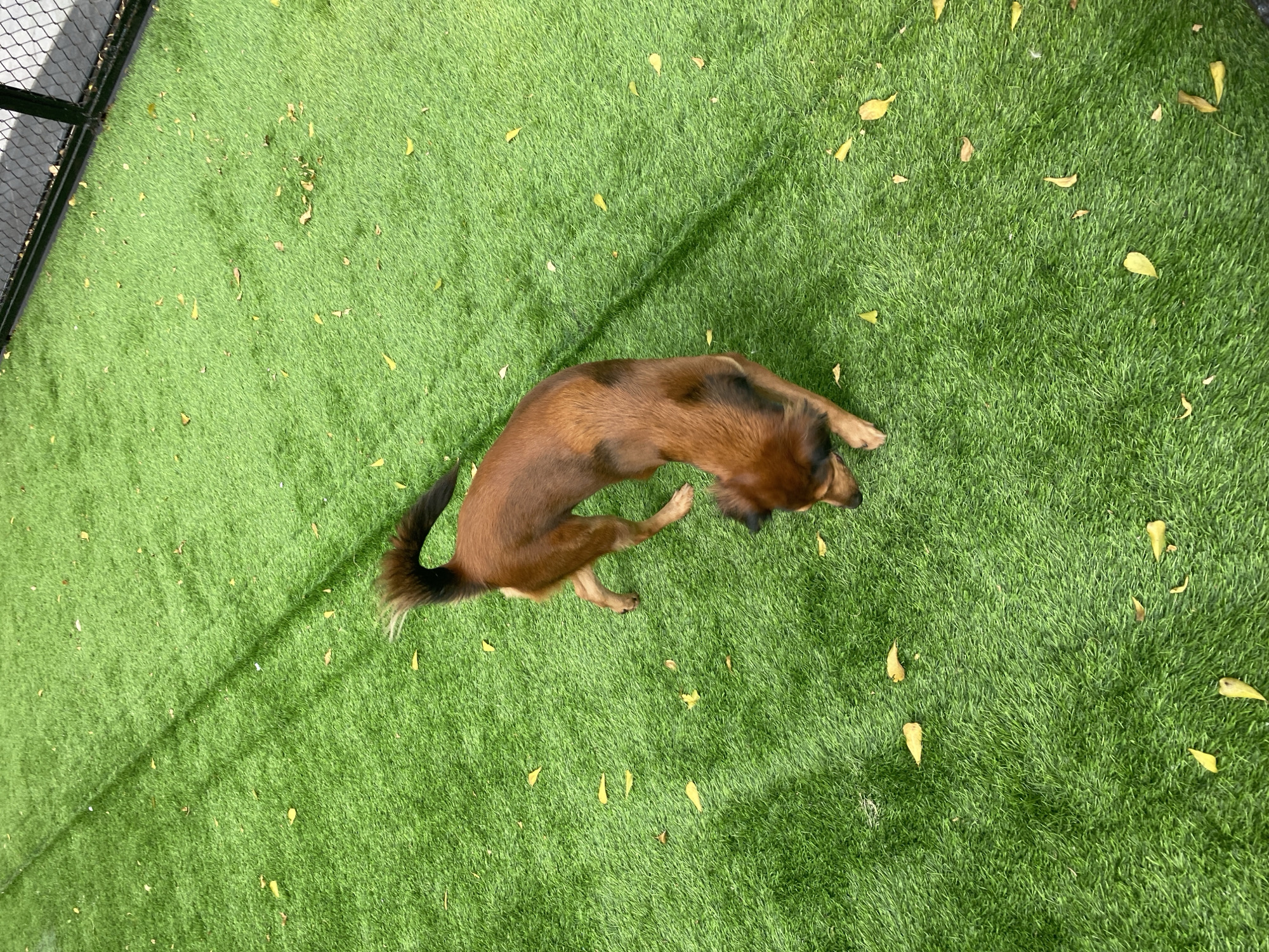 A medium-sized, short-haired dog with brown and black fur stands on artificial turf in a fenced outdoor area. The dog is facing downwards, with its head tilted. Fallen yellow leaves are scattered across the green turf. A black metal fence with a wire mesh is visible in the background. The scene appears to be an outdoor dog park or play area, possibly located in the city of North Jakarta, Indonesia.
