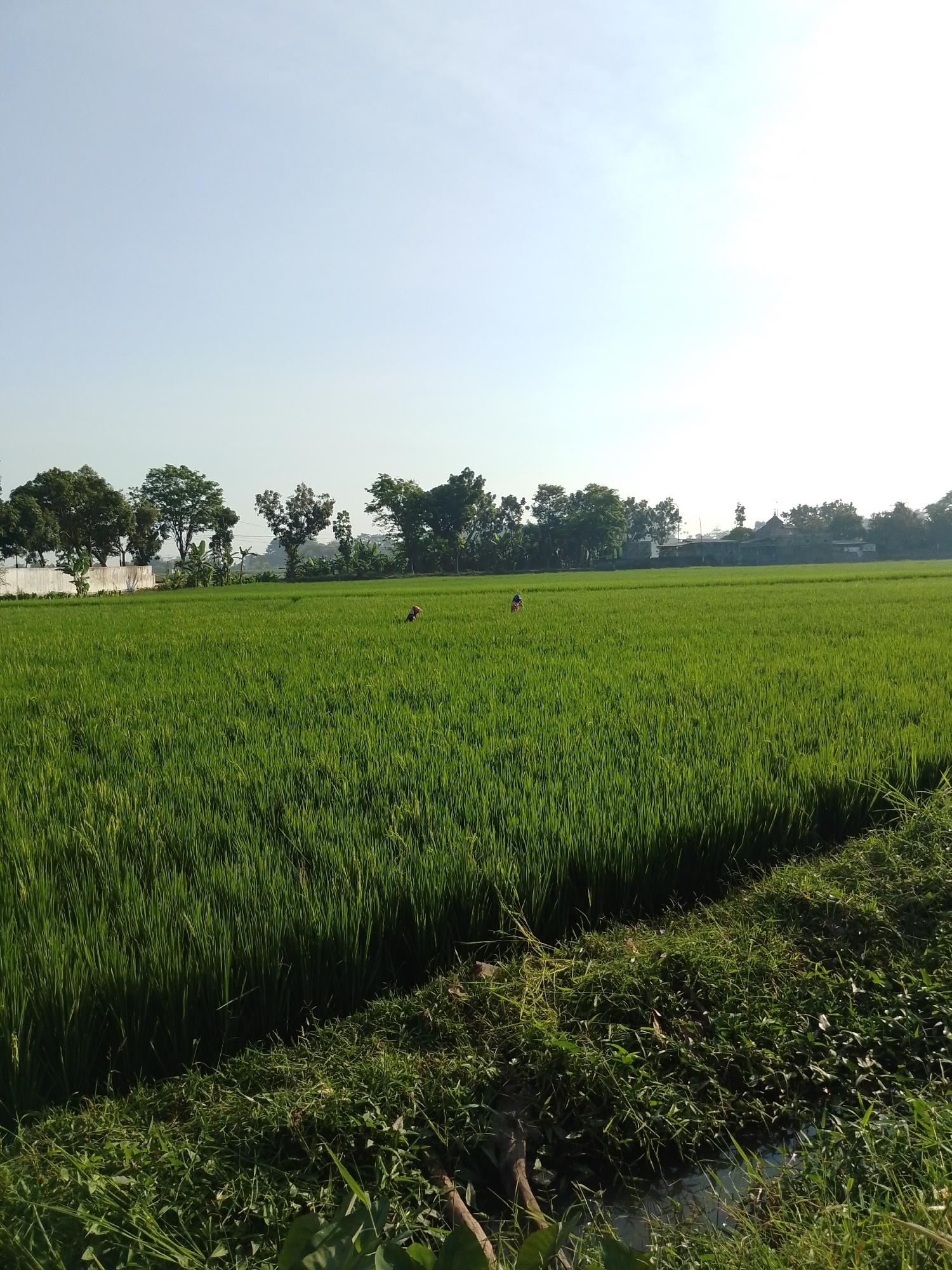 In a wide, bright rice paddy field in Pasuruan, Indonesia, under a clear, pale blue sky, two figures can be seen tending to the crops. The field is a vibrant green, with the rice stalks reaching a considerable height. On the left side of the field, a person wearing a conical hat and a red top is bent over, seemingly working. To the right of this individual, another person, also wearing a conical hat and a dark colored top, is visible further into the field. In the background, a line of lush green trees and foliage borders the paddy, with some buildings and structures peeking through the greenery, suggesting a rural or semi-rural setting. The foreground of the image shows the edge of the rice field, with taller, wilder grass and vegetation, and a hint of water or damp earth at the very bottom. The lighting indicates it is likely morning or late afternoon, with soft, diffused sunlight casting no harsh shadows.