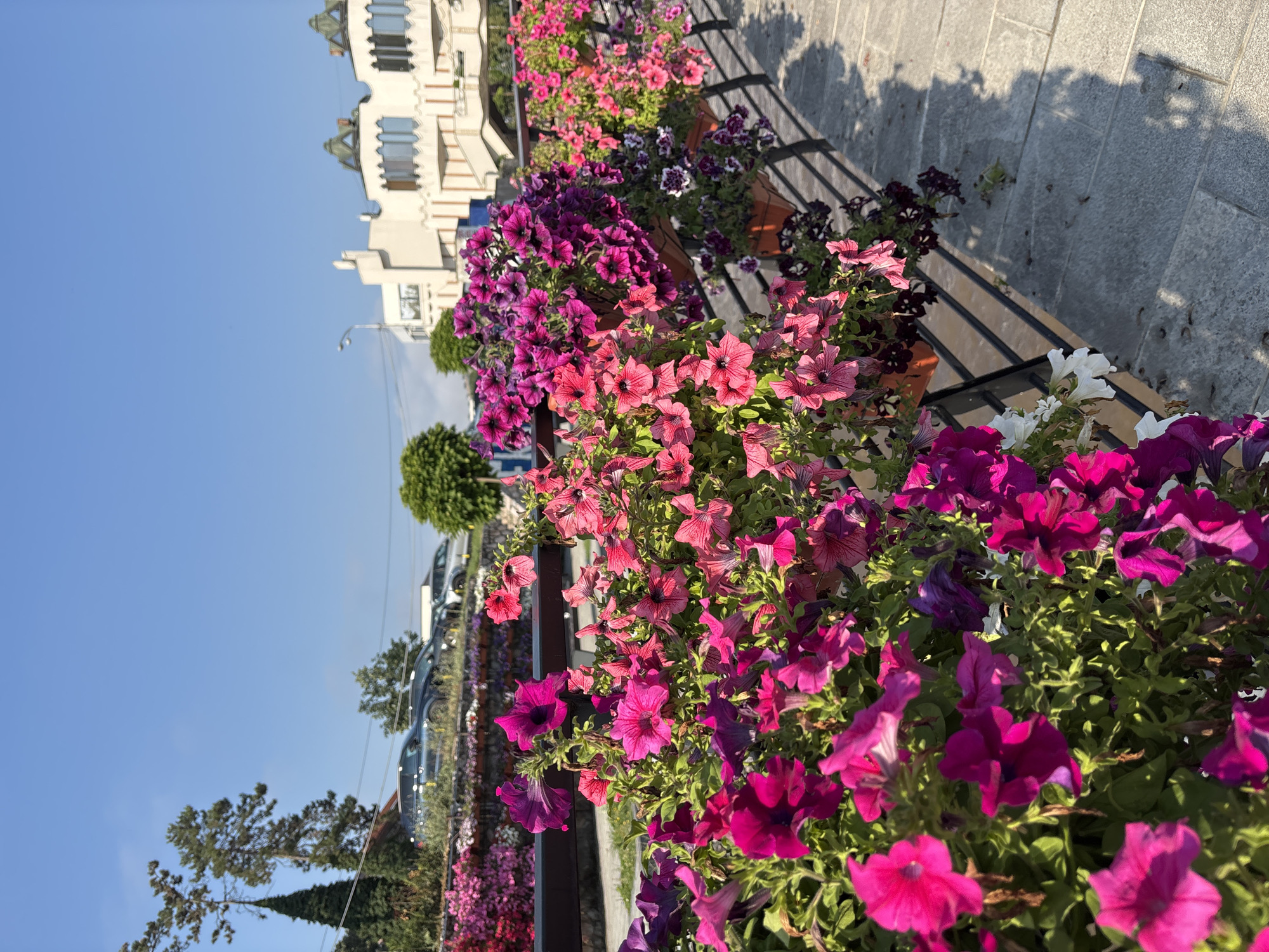 In an outdoor urban setting under a clear blue sky, a row of planters filled with vibrant pink and purple petunias extends along a black metal railing. The flowers are lush and abundant, with some individual blossoms in sharp focus in the foreground. Behind the flowers, a paved walkway is visible, casting dappled shadows from the railing and plants. In the background, a white building with distinctive architectural features, including arched windows and decorative rooftop elements, stands against the sky. A few trees are scattered around, and a line of parked cars is visible on a slightly elevated road further in the distance. The scene suggests a well-maintained public space, likely a promenade or park area.