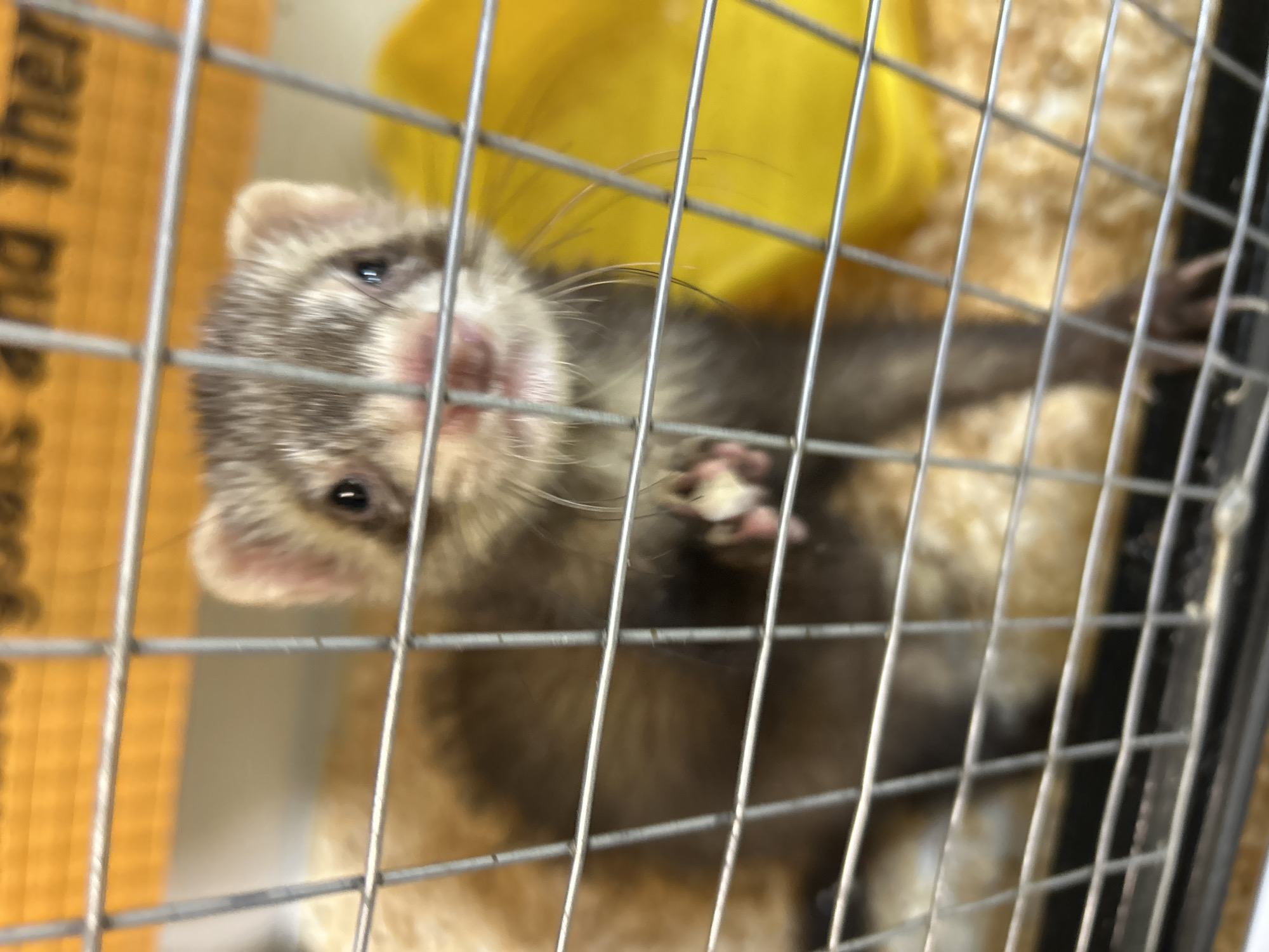 A ferret is in a wire cage with wood shavings on the bottom and a yellow plastic object in the background. The ferret is mostly brown and white with a dark mask around its eyes. Its left front paw is visible and appears to be raised. The cage bars are silver. There is an orange background behind the cage with blurry text that is not discernible. The image was taken at an indoor setting, likely an animal shelter or pet store. The location is not specified as Orsk, Russia.