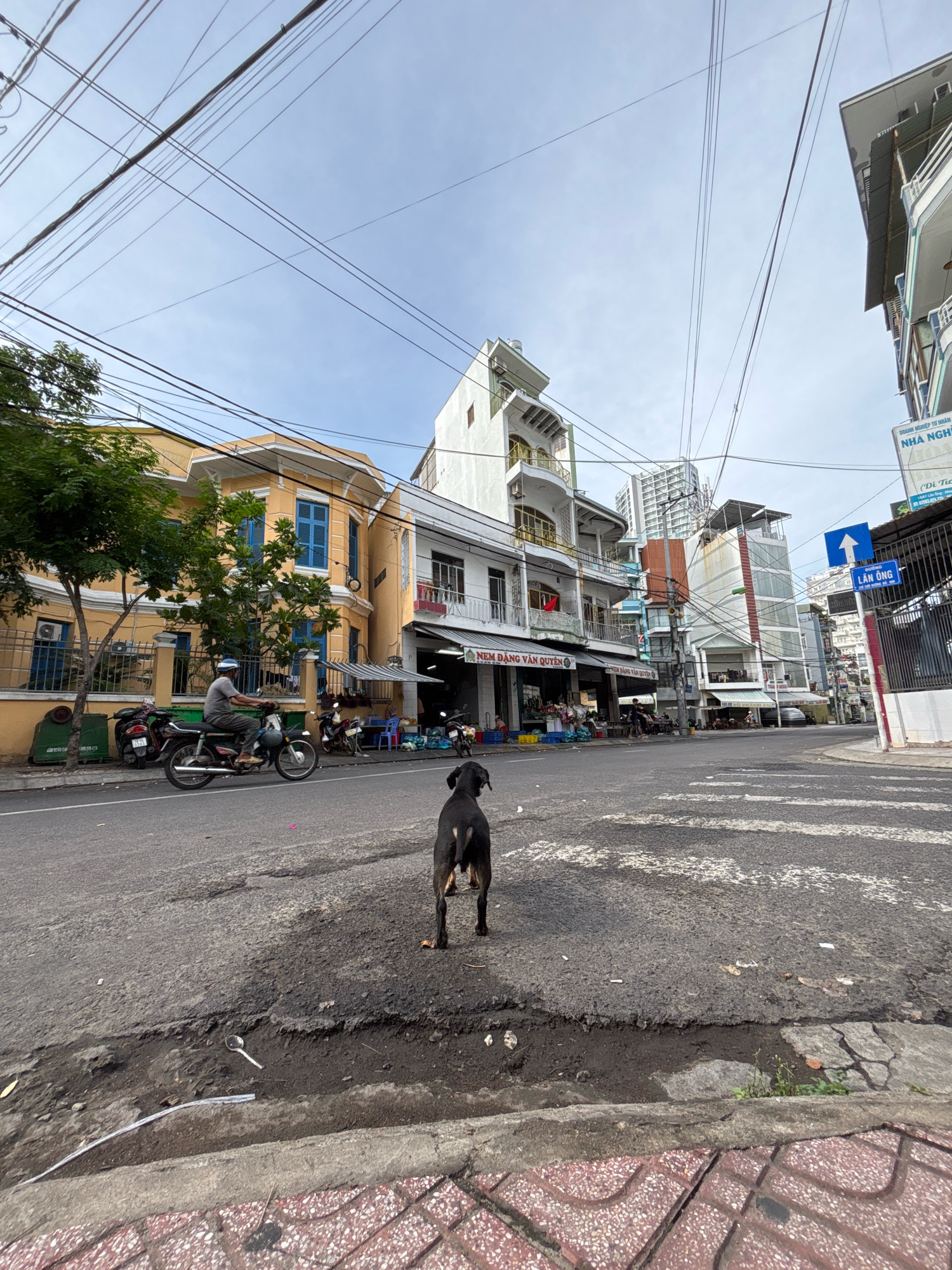 A black dog stands on a street corner in Nha Trang, Vietnam, looking towards the camera. The dog is in the foreground, with a busy street scene behind it. A man on a motorbike is visible in the middle ground, passing by a yellow building. In the background, several buildings line the street, including a tall white building with balconies and a smaller blue and white building with a sign that reads "NHÀ NGHIỆP TƯ NHÂN HOA CƯỜNG". The sky is cloudy, and there are many electrical wires overhead. The street is paved with asphalt, and there is a pedestrian crossing in the foreground. The scene appears to be an ordinary day in a Vietnamese city, with the dog being the central subject.