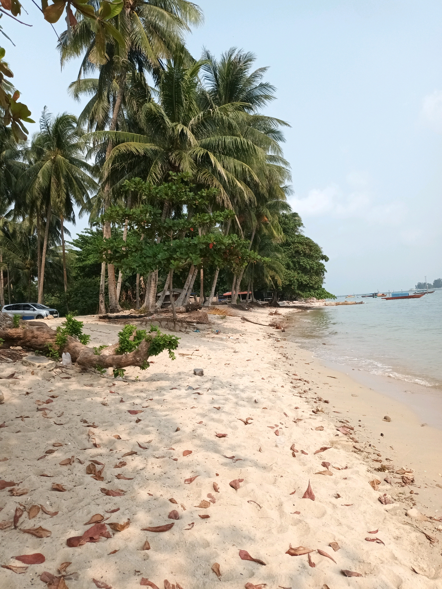 This is an image of a beach on Batam Island, Indonesia. The beach is sandy and lined with palm trees. There are a few boats in the water. The scene is tranquil and picturesque. It is likely a beach on the north coast of Batam, given the prevalence of palm trees and the style of boats.