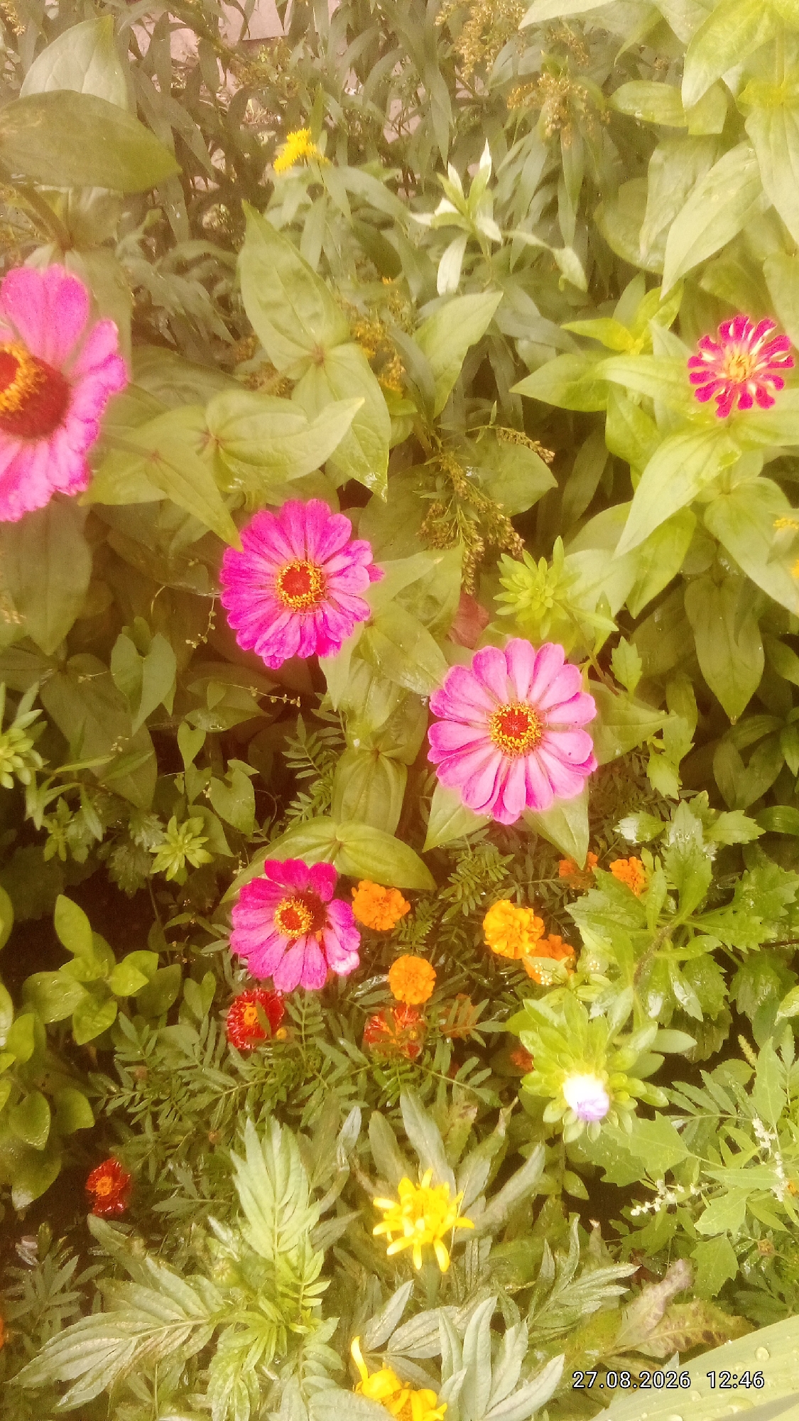 This is a close-up, high-angle outdoor shot of a flower bed, likely taken in Krasnoyarsk, Russia, as indicated by the timestamp "27.08.2026 12:46". The bed is densely planted with a variety of flowers and foliage. Several pink zinnia flowers with yellow centers are prominent, with one partially visible at the top left, and others in the center and lower left. Smaller, bright orange marigolds are interspersed among the zinnias and other greenery. Yellow flowers, possibly coreopsis or daisies, are visible in the lower center and right. A single, unopened pale purple flower bud is present on the right side. The leaves are a vibrant green, and appear to be wet, suggesting recent rain or watering. The background consists of more foliage and some indistinct reddish-brown elements, possibly fence or other garden structures. There are no people or animals visible in the image. The overall impression is one of a lush, well-maintained garden.