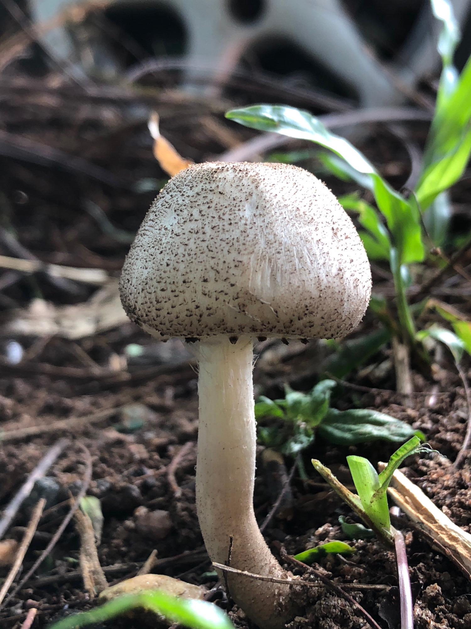 A lone mushroom grows in the soil of a garden in Iju, Nigeria. The mushroom, with a pale, speckled cap and a slender white stem, stands upright amidst the dark soil, fallen leaves, and sparse green foliage. The background is blurred, suggesting a natural, outdoor setting.