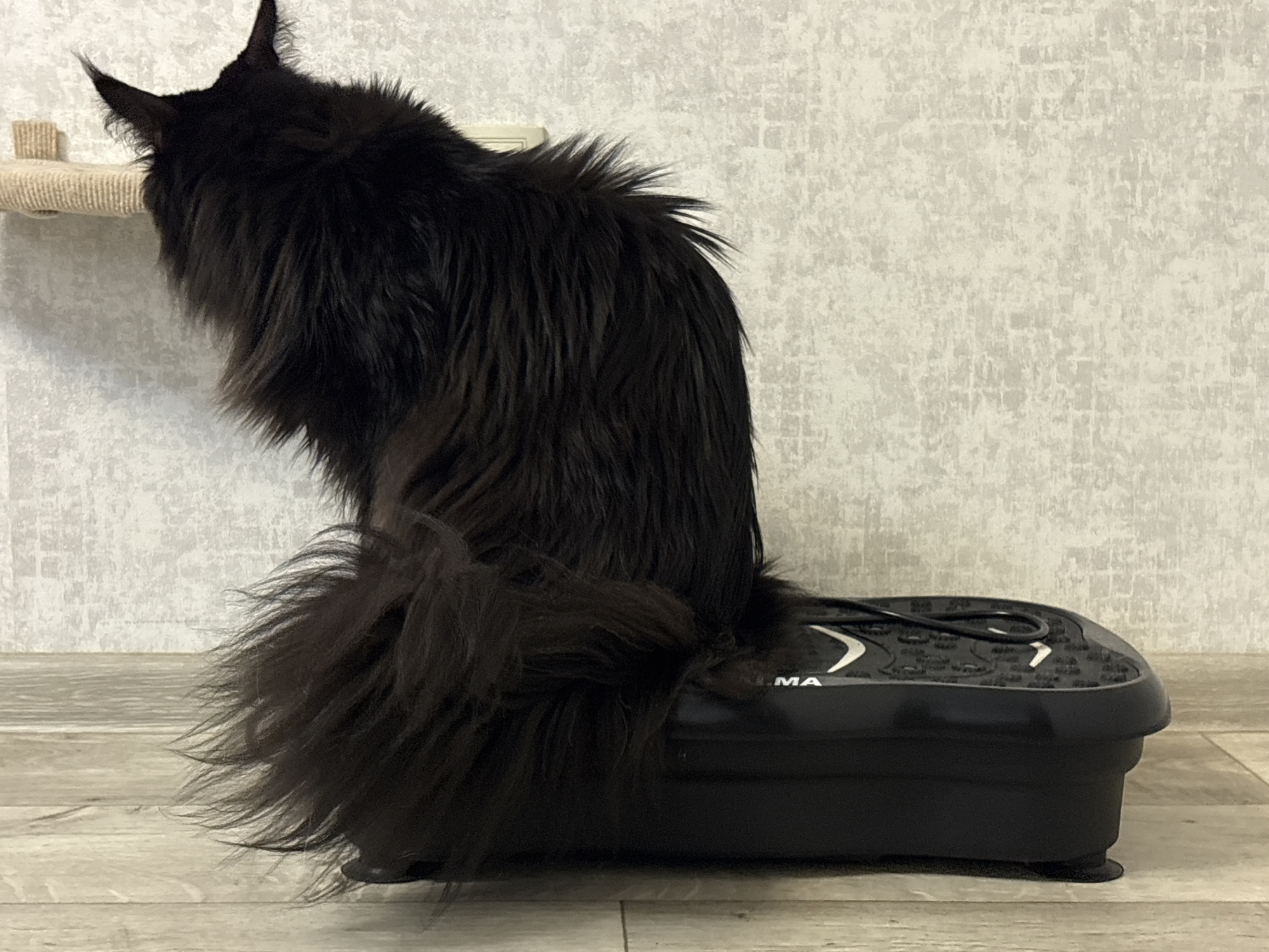 A long-haired black cat is sitting on a black vibration plate, facing away from the camera. The cat's tail is draped over the side of the plate. The vibration plate is on a wooden floor, with a textured grey wall in the background. To the left of the cat, a beige scratching post is attached to the wall. The scene is indoors, likely in a residential setting. The image has been taken in Krasnokamsk, Russia.