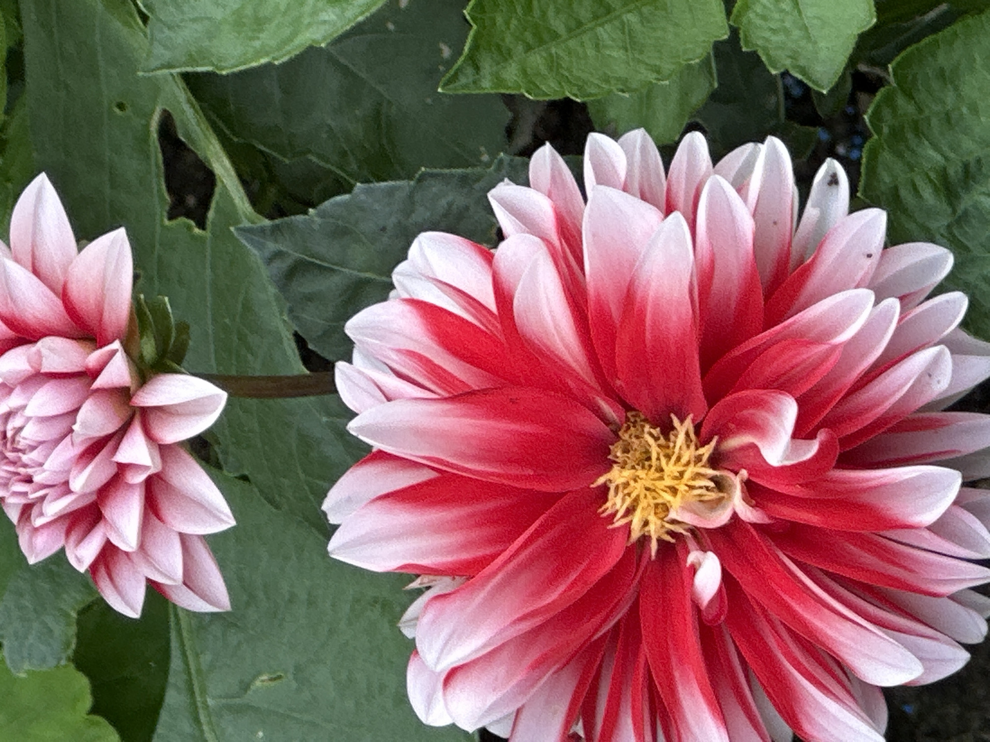 The image displays two dahlia flowers in close proximity, set against a backdrop of lush green foliage. The flower in the foreground is large and vibrant, with striking red and white bicolor petals that radiate outwards from a bright yellow center. The petals are layered and exhibit a delicate gradient from deep red at the base to pure white at the tips. The upper flower, partially visible, is predominantly pink with hints of red, showcasing a similar layered petal structure. The surrounding leaves are broad and green, with some showing subtle imperfections such as small holes. The overall impression is one of natural beauty and vibrant color, characteristic of a garden setting. The image does not contain any information that allows for the determination of its location in Podolsk, Russia, nor does it depict any people, actions, or interactions.