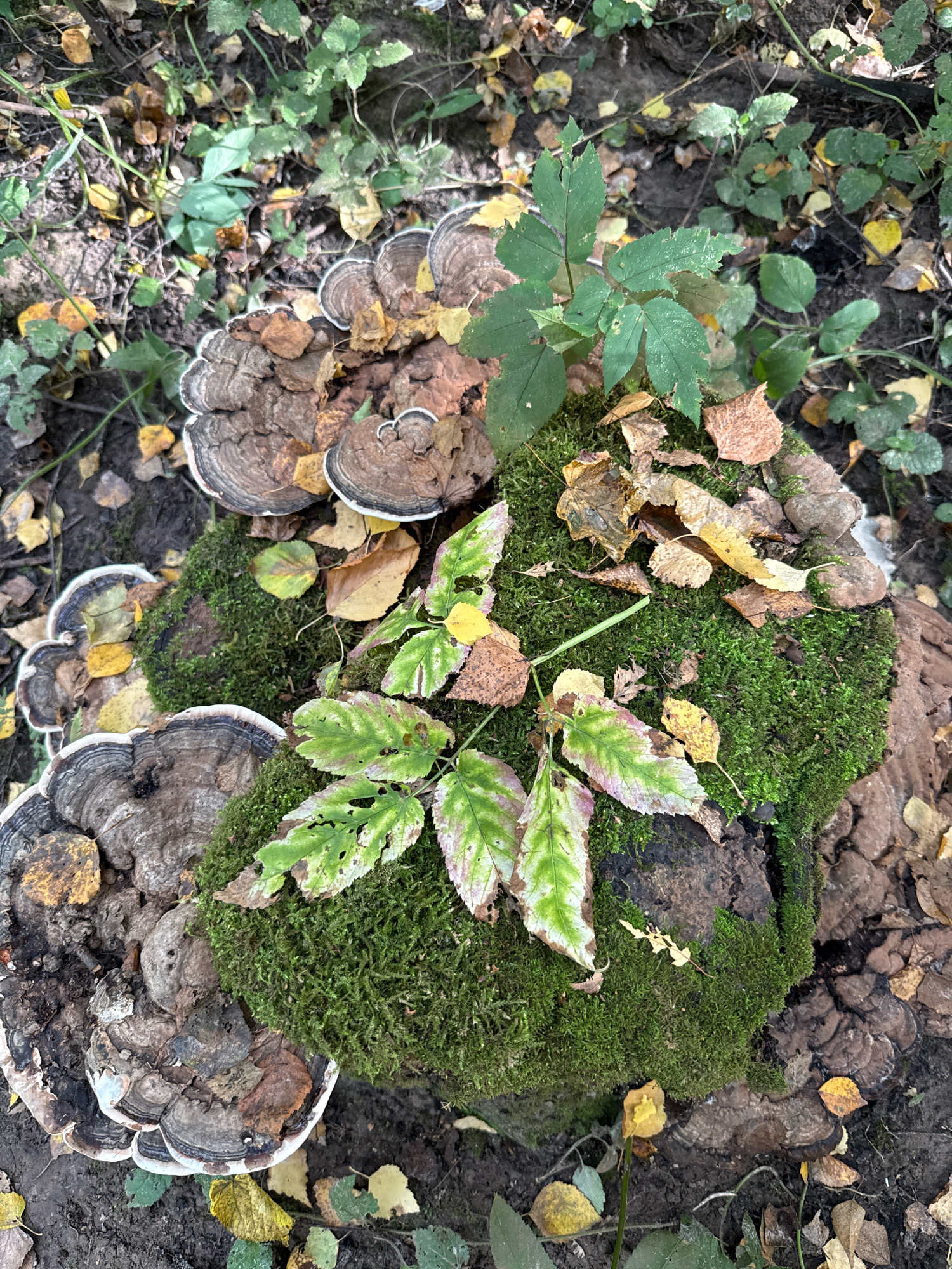 In Rusanovo, Russia, a close-up shot focuses on a moss-covered tree stump adorned with various bracket fungi and fallen autumn leaves. The stump is partially obscured by lush green moss. Several layers of shelf-like fungi, displaying concentric rings of brown and white, grow from the sides of the stump. Scattered across the moss and fungi are numerous fallen leaves in shades of yellow, brown, and reddish-brown, indicative of the autumn season. A small cluster of green leaves, some with purplish veins, emerges from the top of the mossy surface. The ground surrounding the stump is a mix of dark soil and more fallen leaves. The lighting suggests an overcast day, with soft, diffused light illuminating the scene.