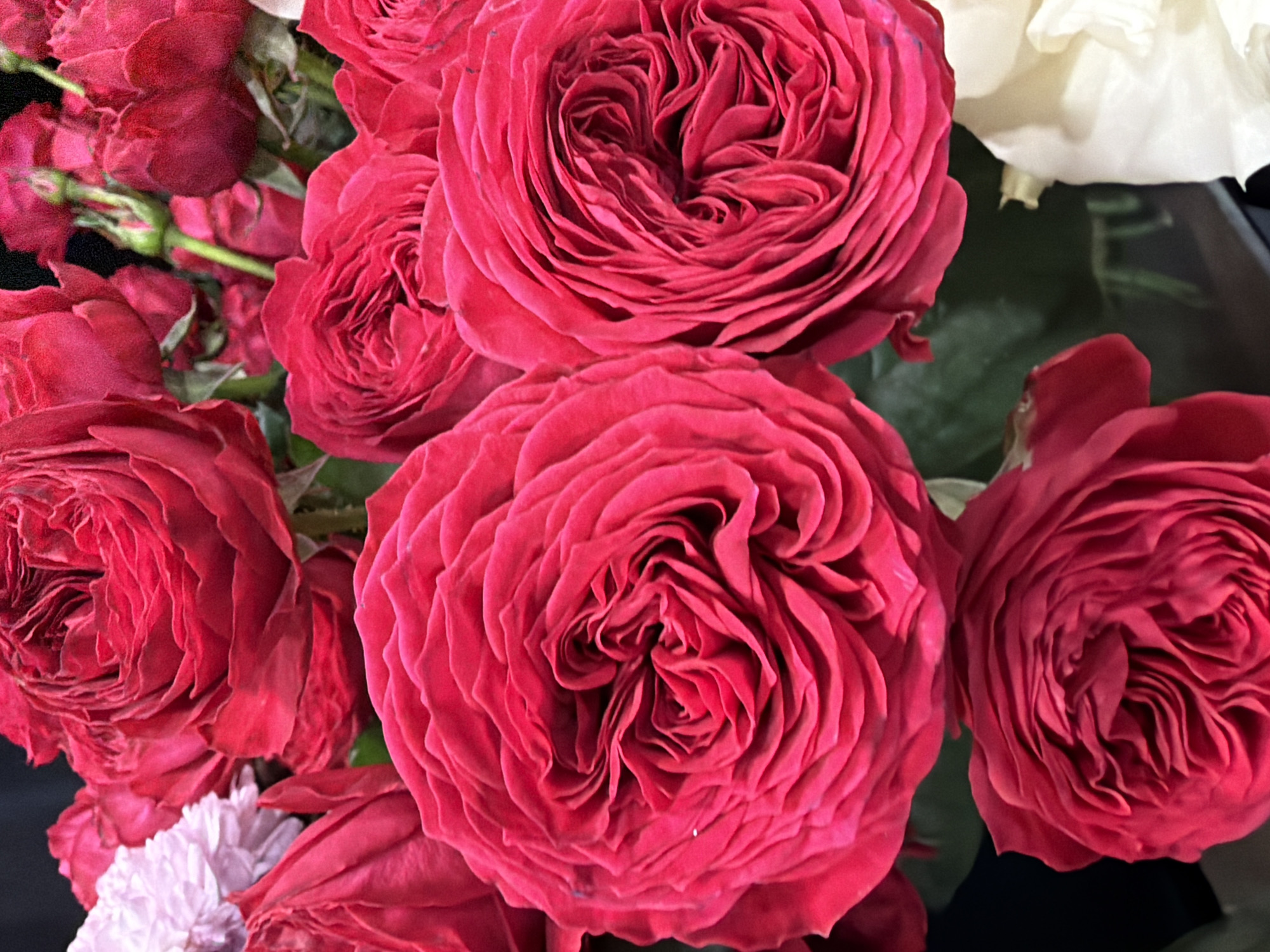 A close-up, vertical, eye-level shot features a bouquet of lush, vibrant red roses. The roses are the primary focus, with their velvety petals unfurling in intricate swirls. Some roses are fully bloomed, showcasing their complex layers, while others are still in bud. A few delicate white flowers and some green leaves are partially visible in the background, adding a subtle contrast. The lighting is soft, highlighting the rich texture and deep color of the red roses. The background is mostly dark and out of focus, ensuring the flowers remain the undisputed subject. The setting is not specified, making it impossible to determine the location within a city.