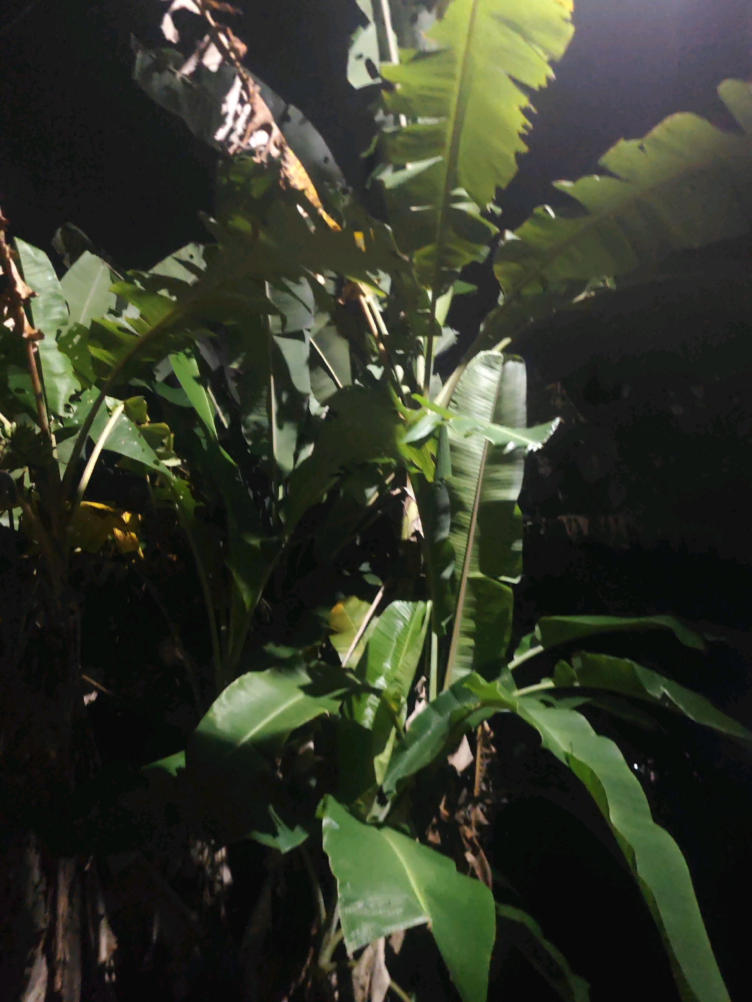 The image depicts a cluster of banana plants at night, illuminated by an artificial light source. The plants are lush with large, green leaves and visible stalks. The background is dark, suggesting an outdoor environment in a rural or semi-rural setting. The location is identified as Kannapuram, India. There are no people visible in the image, and no specific actions or interactions are occurring. The scene is static, focusing on the natural elements of the banana plants against a dark backdrop.