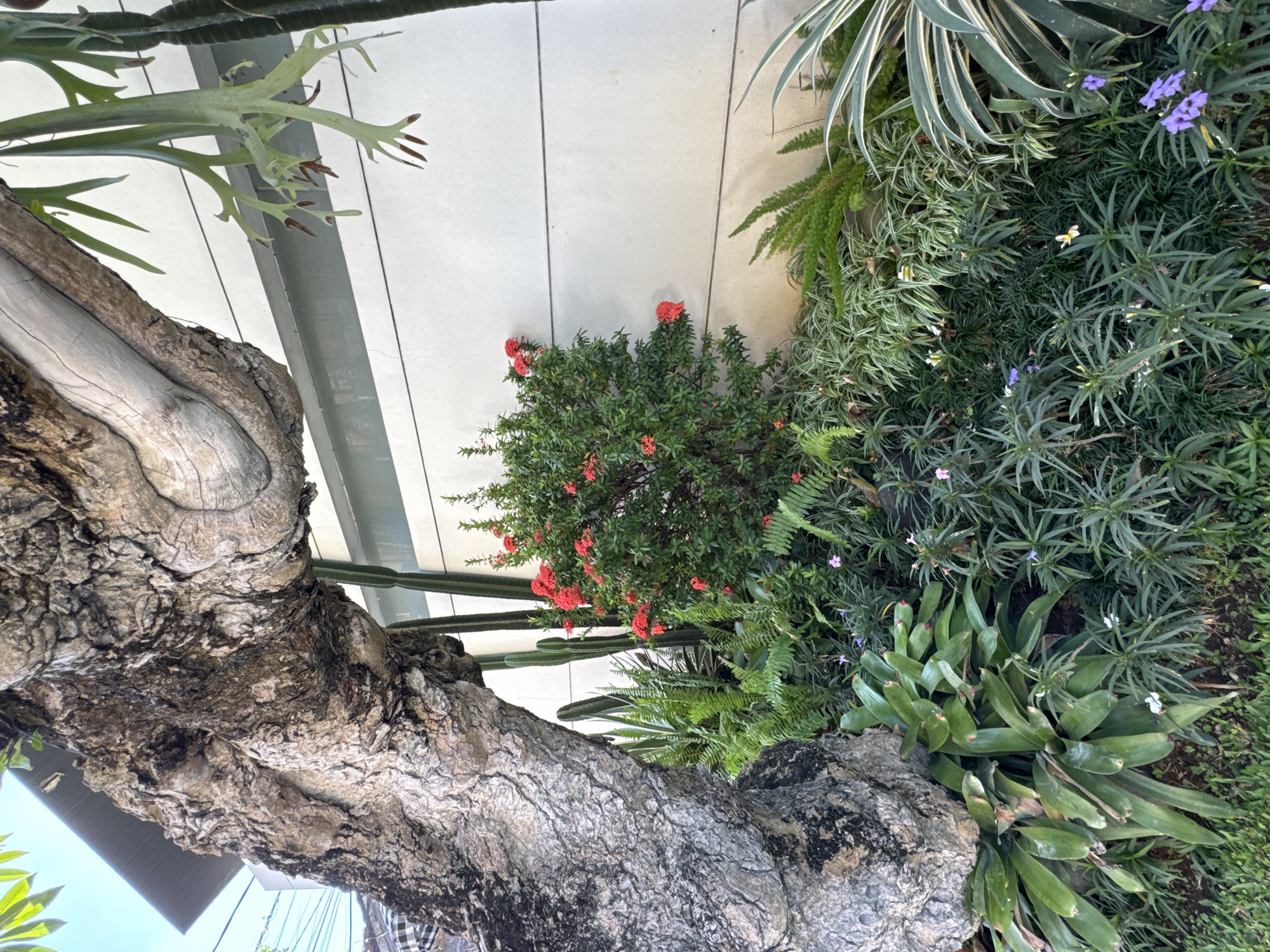 The image shows an upward angle view of a tree trunk in Kuta, Indonesia. The trunk is aged with textured bark. Green foliage and a flowering bush with small red blooms are positioned adjacent to the tree. In the background is a wall with horizontal lines, possibly a building facade. The scene is taken in daylight. No people are visible in the image.