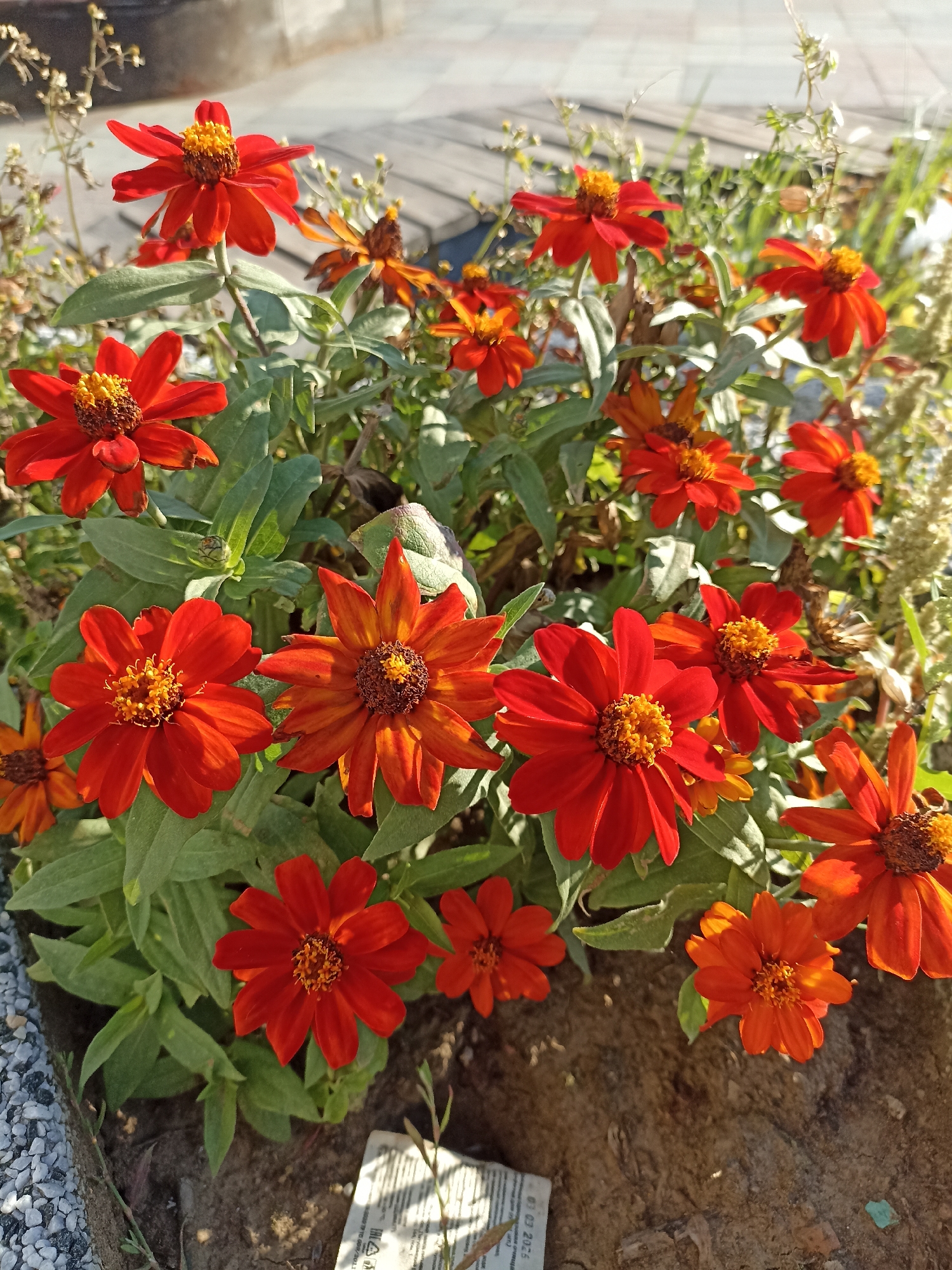 A close-up, high-angle shot captures a dense cluster of bright orange and red zinnias in full bloom, interspersed with green foliage. The flowers, characterized by their pointed petals and prominent yellow-brown centers, vary in their degree of opening, with some fully unfurled and others still in bud. The sunlight casts shadows, highlighting the textured surfaces of the petals and leaves. In the background, a blurred wooden structure and dry, wispy plants suggest an outdoor setting. A corner of a printed label is visible in the lower portion of the frame. The scene is situated in an urban environment, likely a garden bed in Moscow, Russia, given the presence of manicured landscaping elements and architectural hints. There are no people or animals present.