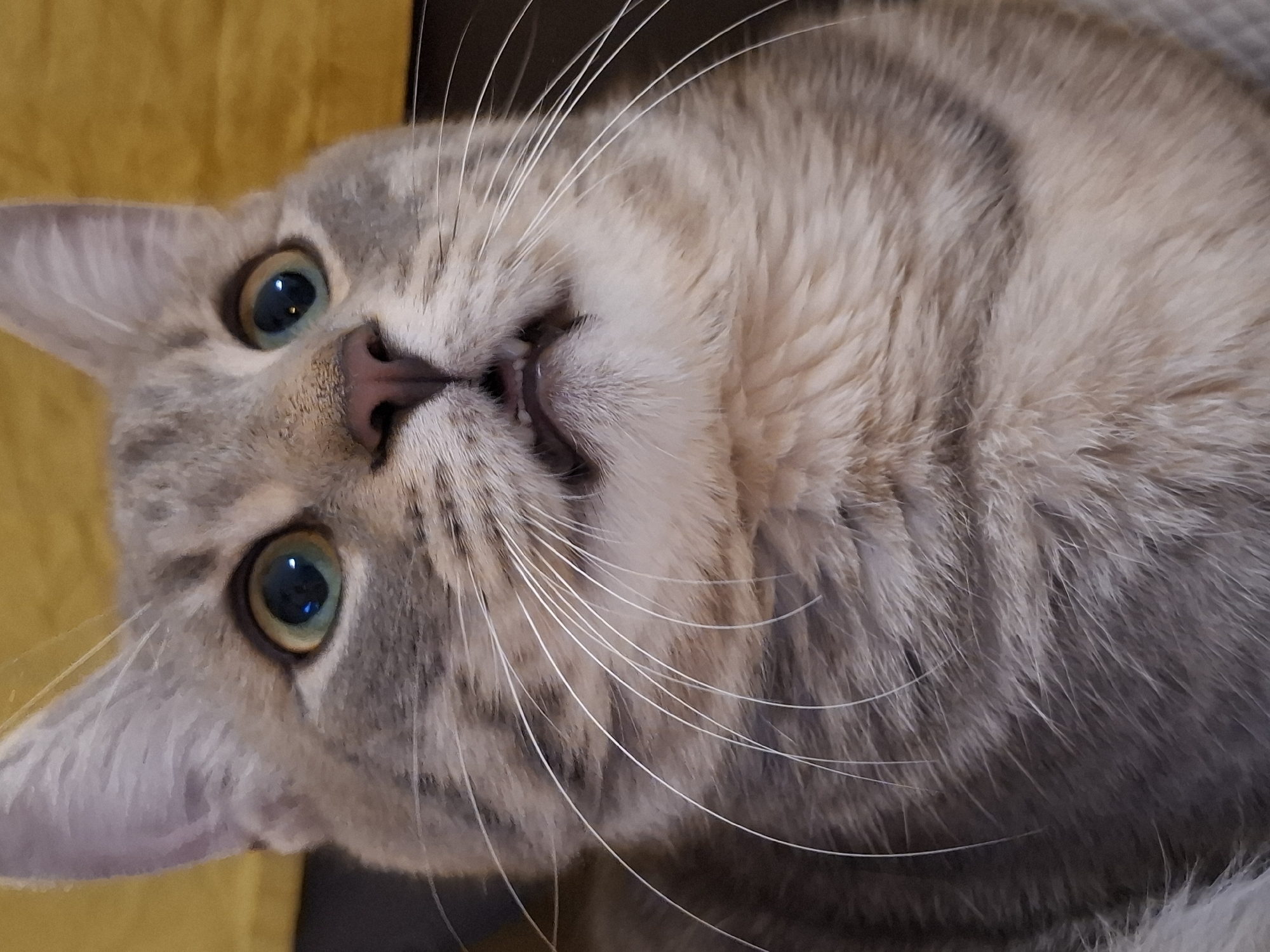 The media file is a close-up, sideways portrait of a tabby cat. The cat's fur is a mix of gray and brown stripes, with lighter fur on its face. It has large, green eyes with black pupils, and prominent white whiskers that fan out from its muzzle. Its nose is pink, and its mouth is slightly open, revealing small teeth and a pink tongue. The cat appears to be lying down or resting, with its head tilted upwards towards the camera. The background is blurry, with a patch of yellow on the left and darker tones on the right, suggesting an indoor setting. The lighting is soft, and the focus is on the cat's face. There is no visible text in the image. The image was taken in Zemun Urban Municipality, Serbia.