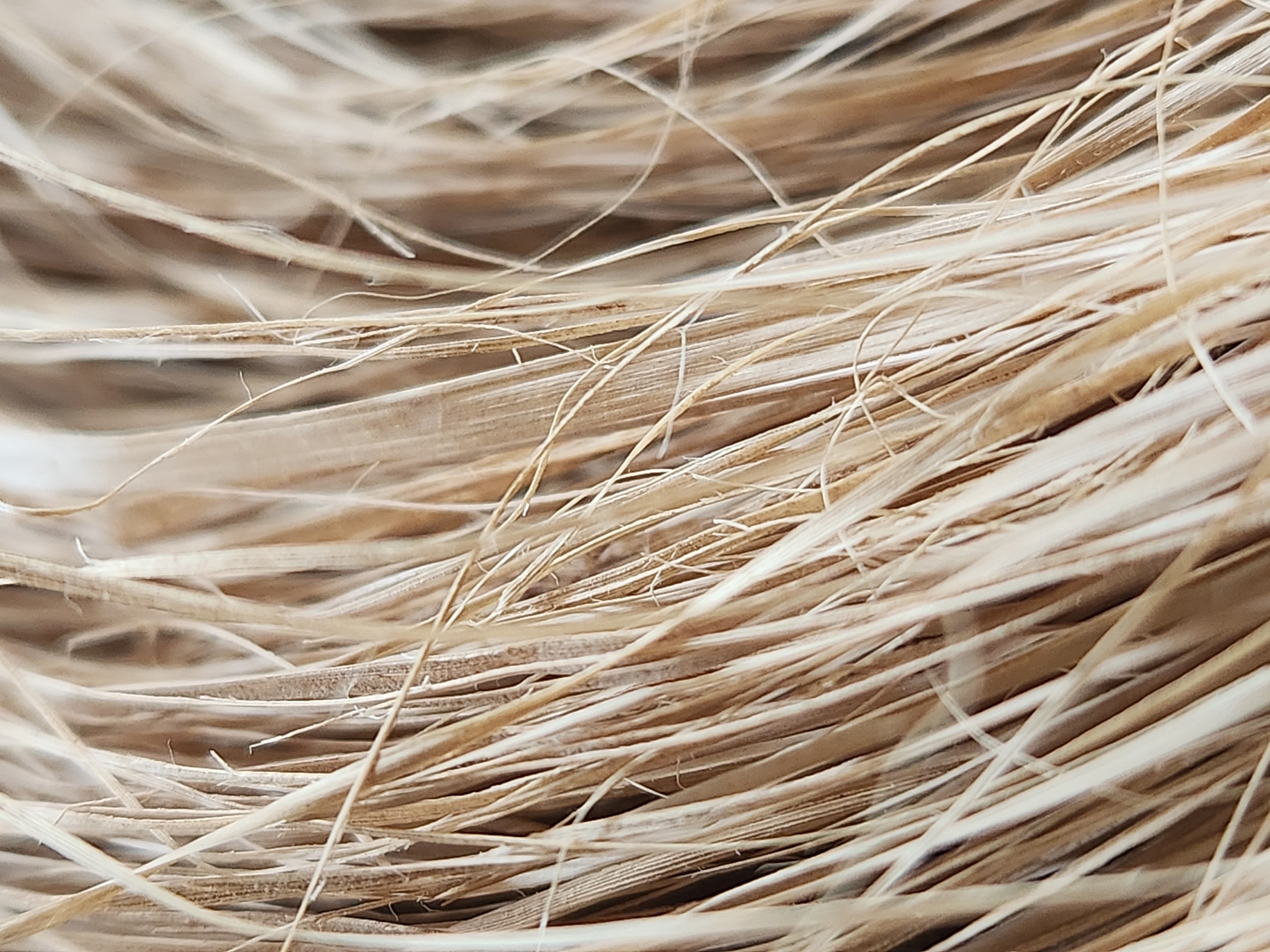 The image is a close-up, abstract view of dried grass or straw. The strands are predominantly light brown and beige, with some appearing lighter and almost white, while others are a deeper, more muted brown. The textures vary, with some strands appearing smooth and flat, while others have a more fibrous or stringy appearance. The orientation of the strands is largely vertical, with some angling across the frame, creating a sense of depth and overlapping. There are thin, wispy strands interspersed with thicker, more solid ones. The lighting is soft and diffused, casting subtle shadows and highlights that emphasize the textures. The background is out of focus, appearing as a blurred mass of similar tones, suggesting the grass is a dense cluster. The image lacks any discernible human elements, specific objects, or a recognizable urban environment. Therefore, it is impossible to determine a specific location in Maitland, United States of America, or any actions, interactions, or environmental details within a city context.