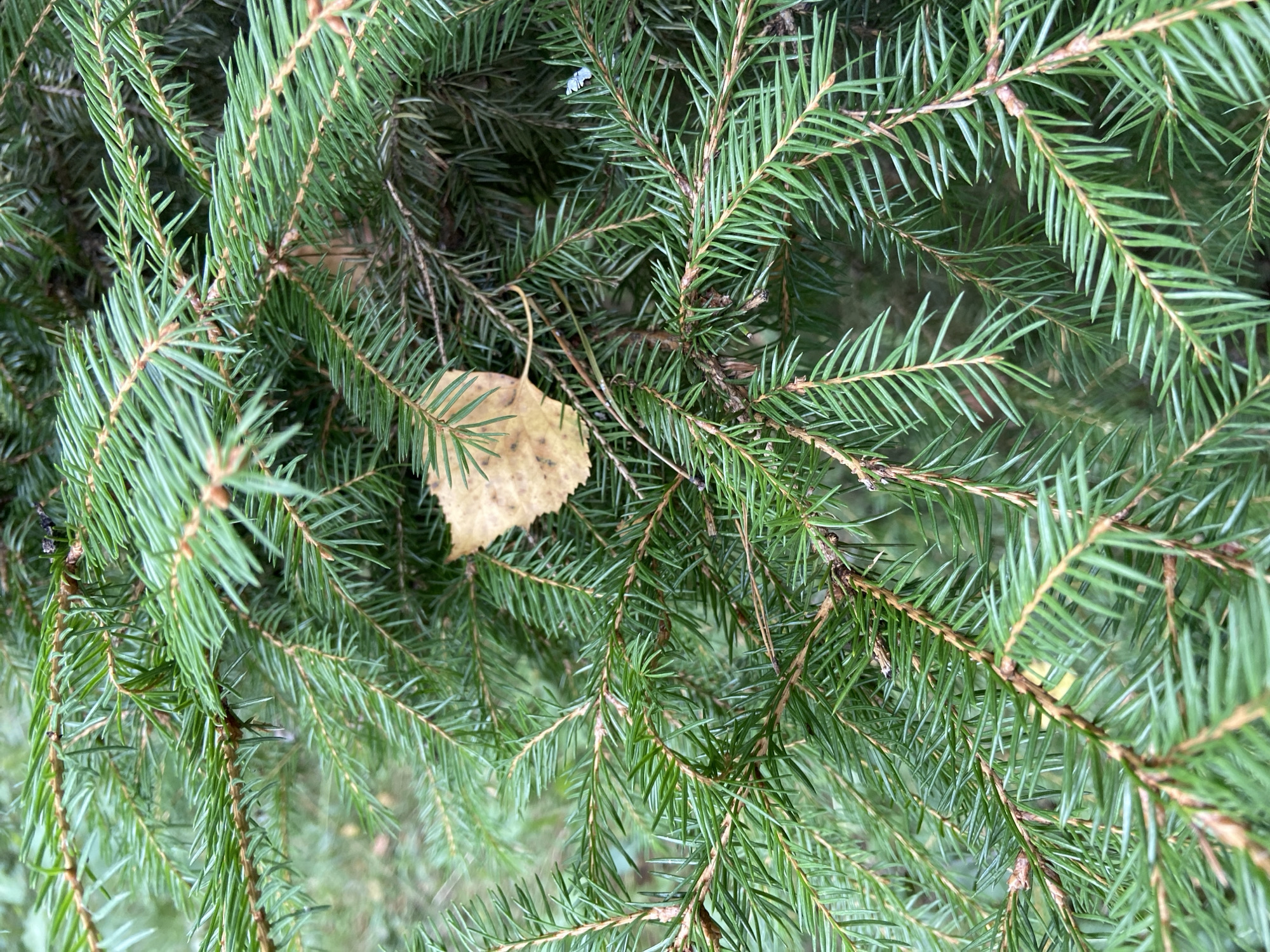 The image displays a close-up view of a spruce tree's branches, densely covered in green needles. A single, dried, yellow leaf is visible nestled among the needles. The background is softly blurred, suggesting an outdoor environment likely within a natural setting such as a forest or park. The location of "Зимородок Днп, Russia" is mentioned, implying the photo was taken there, but the visual evidence in the image itself does not offer specific details to confirm urban versus natural environments within that locale. There are no people, animals, or discernible structures present. The scene is static and natural.