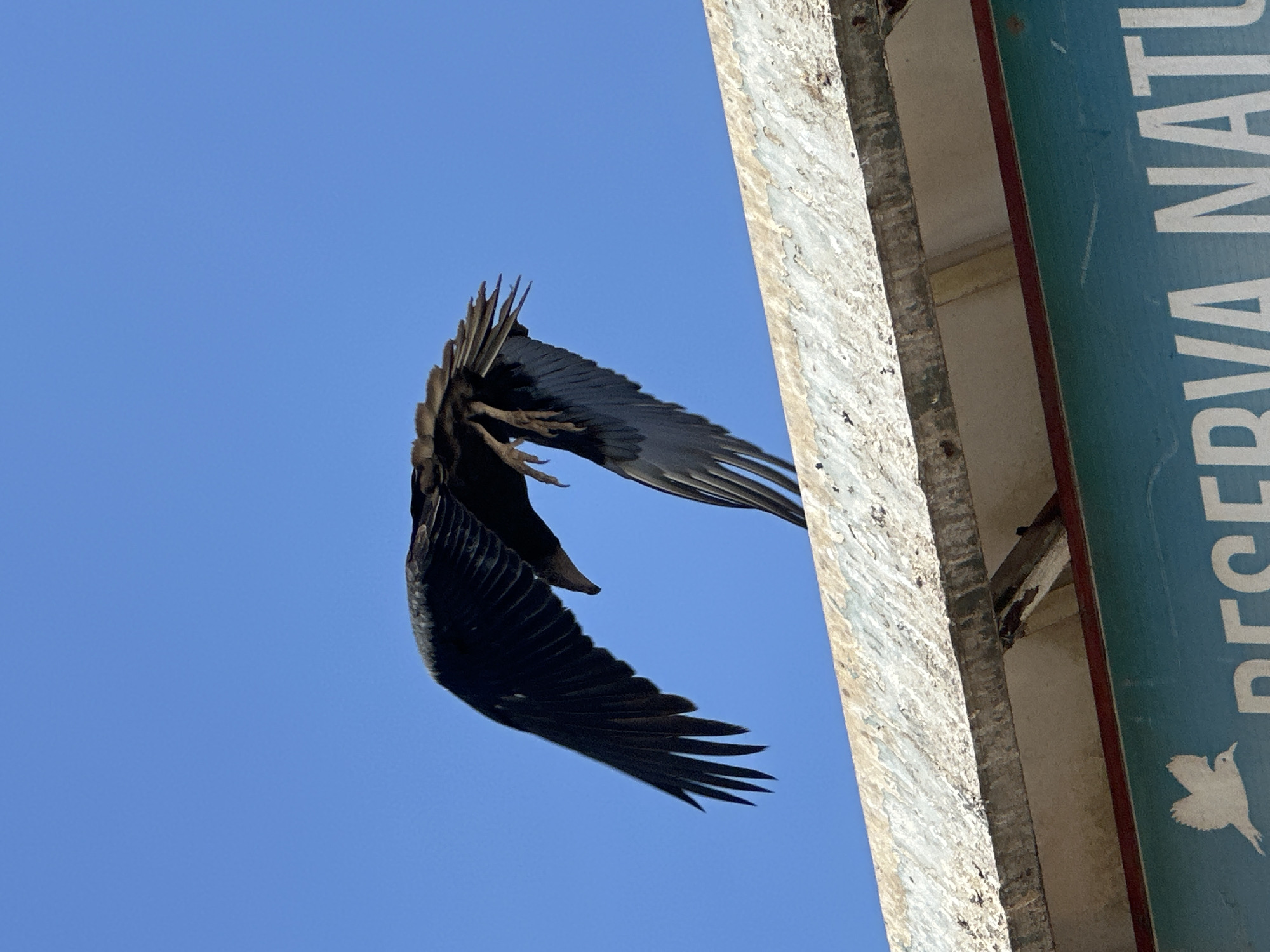 A low-angle photograph shows a black bird, likely a turkey vulture, perched on a weathered, light-colored, rectangular post. The bird's wings are partially outstretched, displaying dark feathers and visible talons. To the right of the post is a weathered blue sign with the partial inscription "RESERVA NATU" and a white silhouette of a bird. The background is a clear blue sky. The image was taken in Arica, Chile, near the hummingbird reserve, as turkey vultures are common in the region.