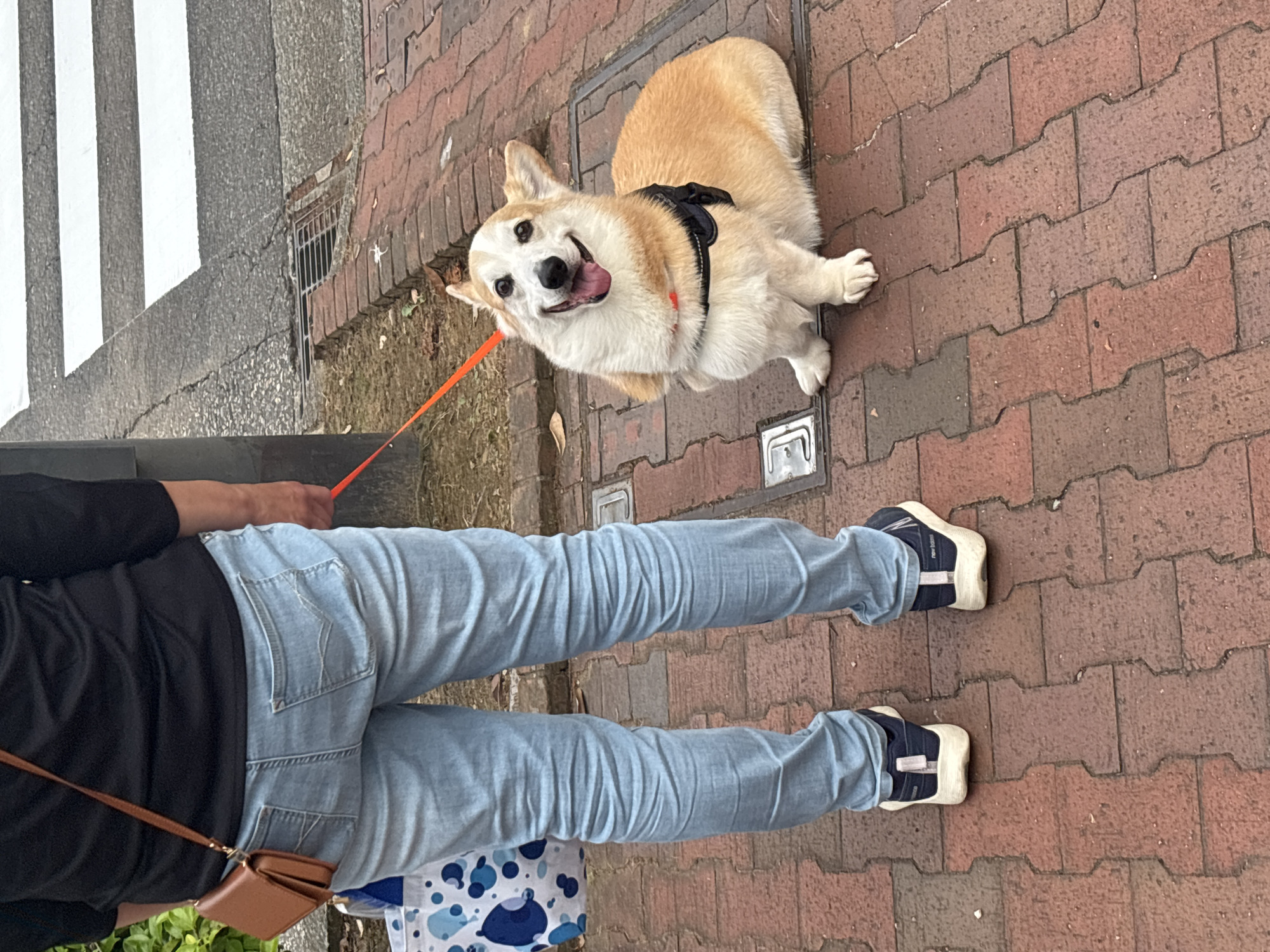 An overhead, high-angle view captures a person walking a Corgi dog on a paved street or sidewalk in Kanazawa, Japan. The Corgi, a light brown and white dog, is positioned centrally and looks up at the camera with a wide, happy, open-mouthed expression, its tongue slightly visible. It wears a black harness and is attached to a bright orange leash, held by the person.
The person is visible from the waist down, wearing light blue jeans, a black long-sleeved top, and dark sneakers with light soles. The word "New Balance" is clearly visible on the side of one of the person's sneakers. A small, light brown shoulder bag hangs from their right side, and they appear to be carrying another blue and white patterned bag in their left hand.
The ground is primarily composed of reddish-brown interlocking brick pavement, showing signs of use and some dirt. Towards the upper left, a section of gray asphalt or concrete features prominent white stripes, indicating a pedestrian crosswalk. Metal grates or utility covers are embedded in the brick pavement. Sparse green vegetation is visible along the edges of the paved area. The scene is brightly lit, suggesting daytime conditions, possibly overcast given the lack of strong shadows.