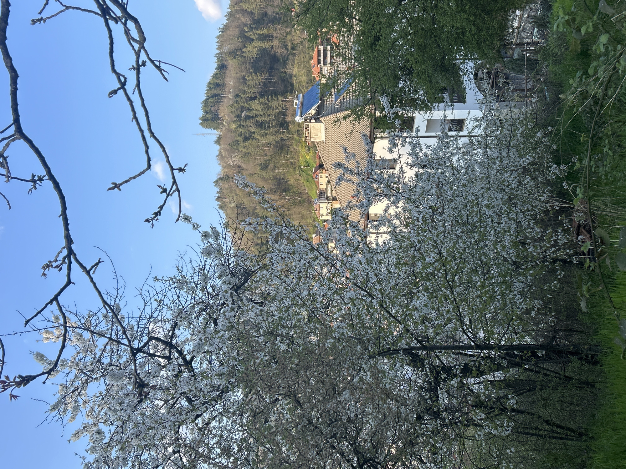 The image shows a view in Zlatograd, Bulgaria, with trees in bloom in the foreground and buildings nestled into a hillside in the background. The sky is blue with some clouds. A few homes with roofs are visible. The trees on the hillside create a forest background. The blooming tree has white flowers.