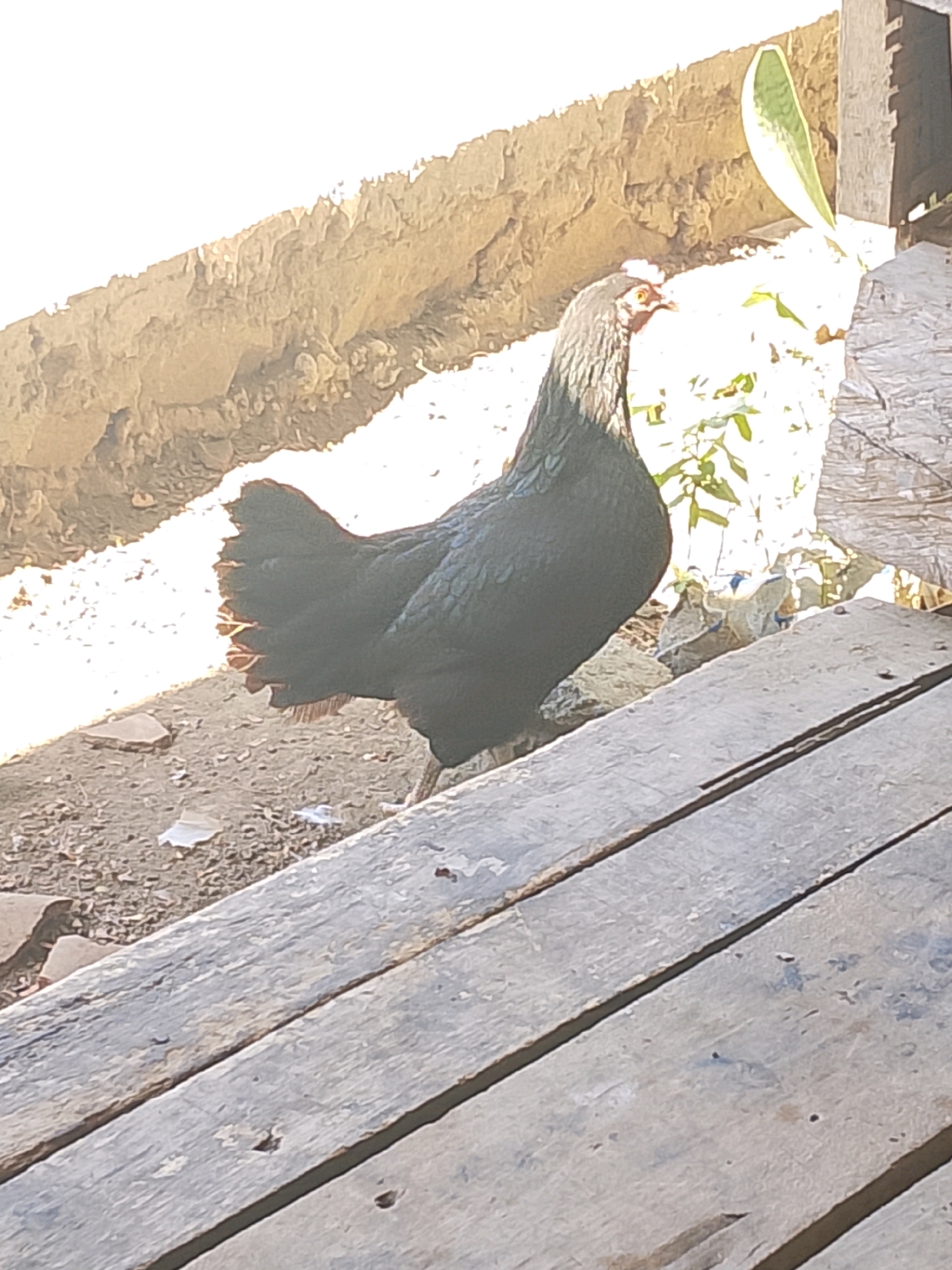 An adult black chicken stands on weathered wooden planks in an outdoor setting. The chicken is facing to the right, with its head turned slightly towards the viewer. Its plumage is dark, and it has a red comb and wattles. The background consists of a textured, sandy embankment and some green foliage, with a bright white area in the upper left corner suggesting sunlight or overexposure. The wooden planks appear aged and have a greyish-brown hue with visible grain and some wear. The overall scene appears to be a simple, rural environment.