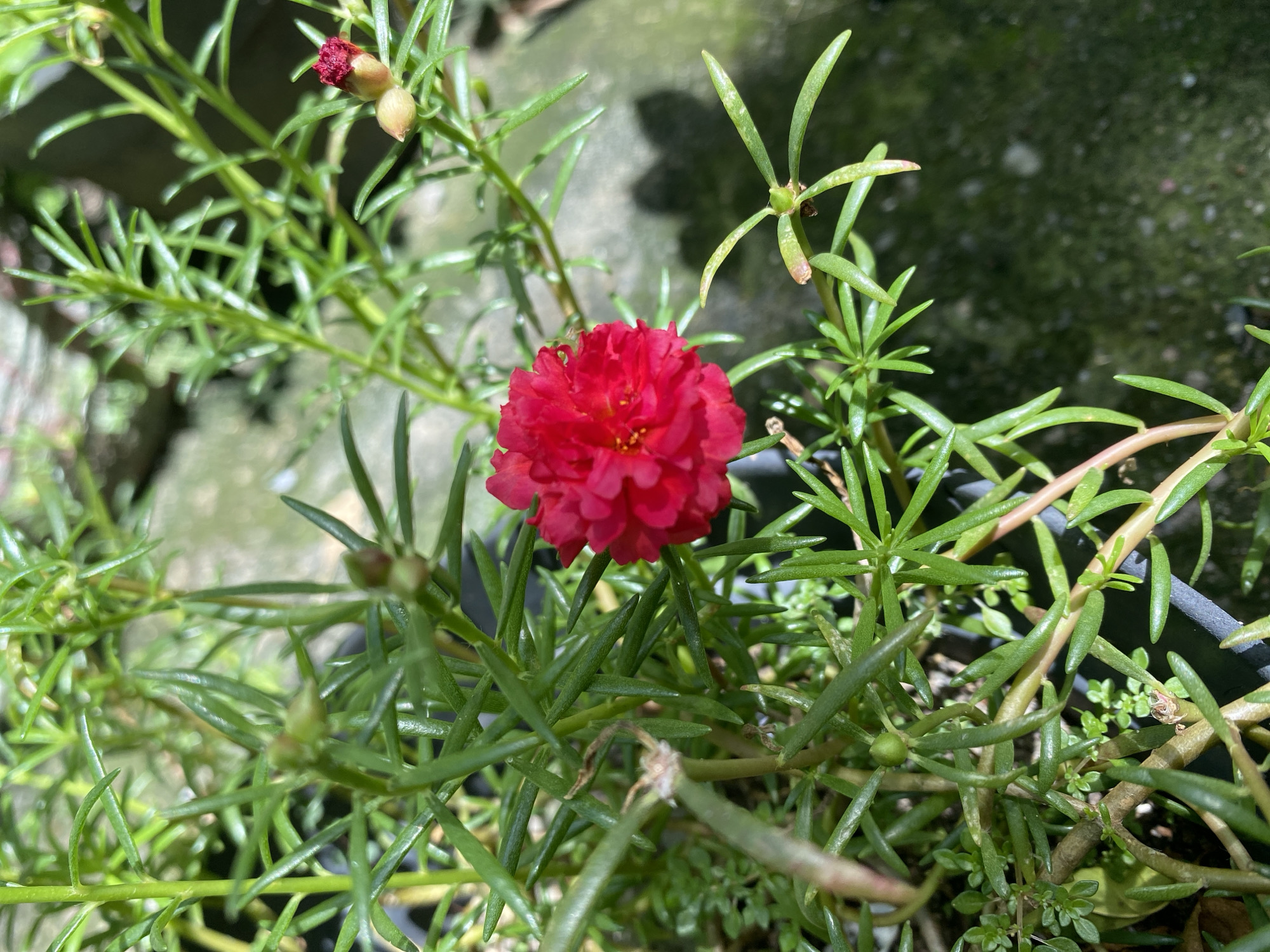 A close-up photograph shows a vibrant red flower, likely a type of purslane, in full bloom. The flower is surrounded by succulent-like, green leaves. Several unopened buds are visible among the foliage. The setting appears to be an outdoor garden, possibly in a pot. The background features a partially visible concrete surface, indicating a paved or built environment. The location is not discernible as Buketteukuh, Indonesia, from the visual information provided.