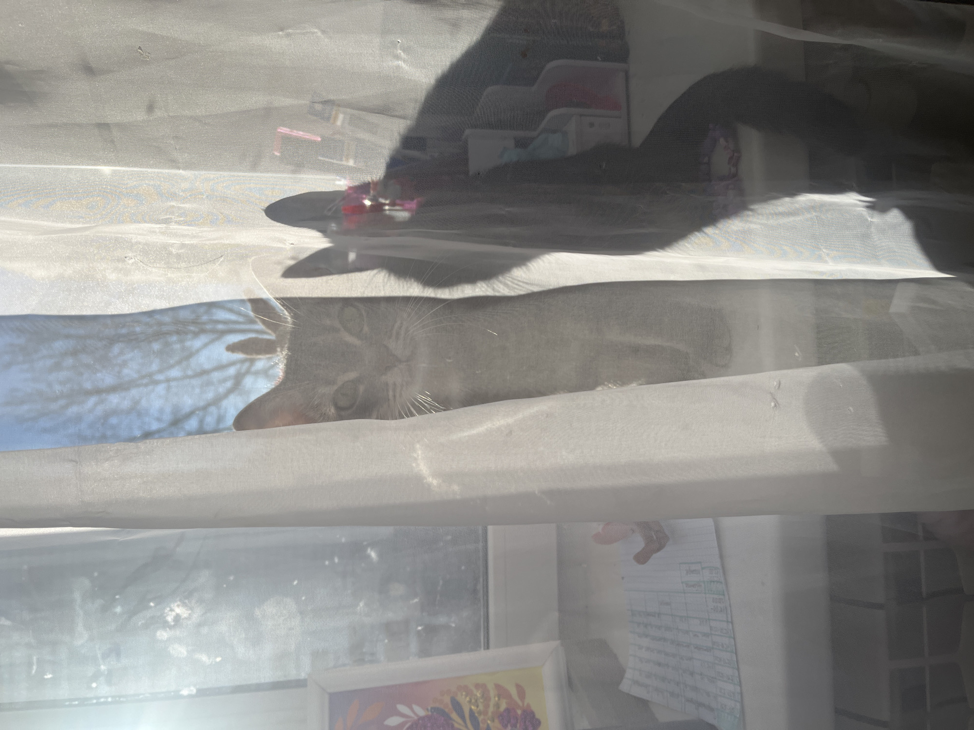A grey tabby cat is lying behind a sheer white curtain in front of a window. Outside the window, bare tree branches are visible against a blue sky. In the room behind the cat, there is a desk with a picture frame, papers, and a storage unit with drawers. The cat's head and part of its body are visible through the curtain, while the rest of the cat's body and tail are obscured by shadows.
The image was taken in an indoor environment, location can not be determined to be Chaikovsky, Russia.
