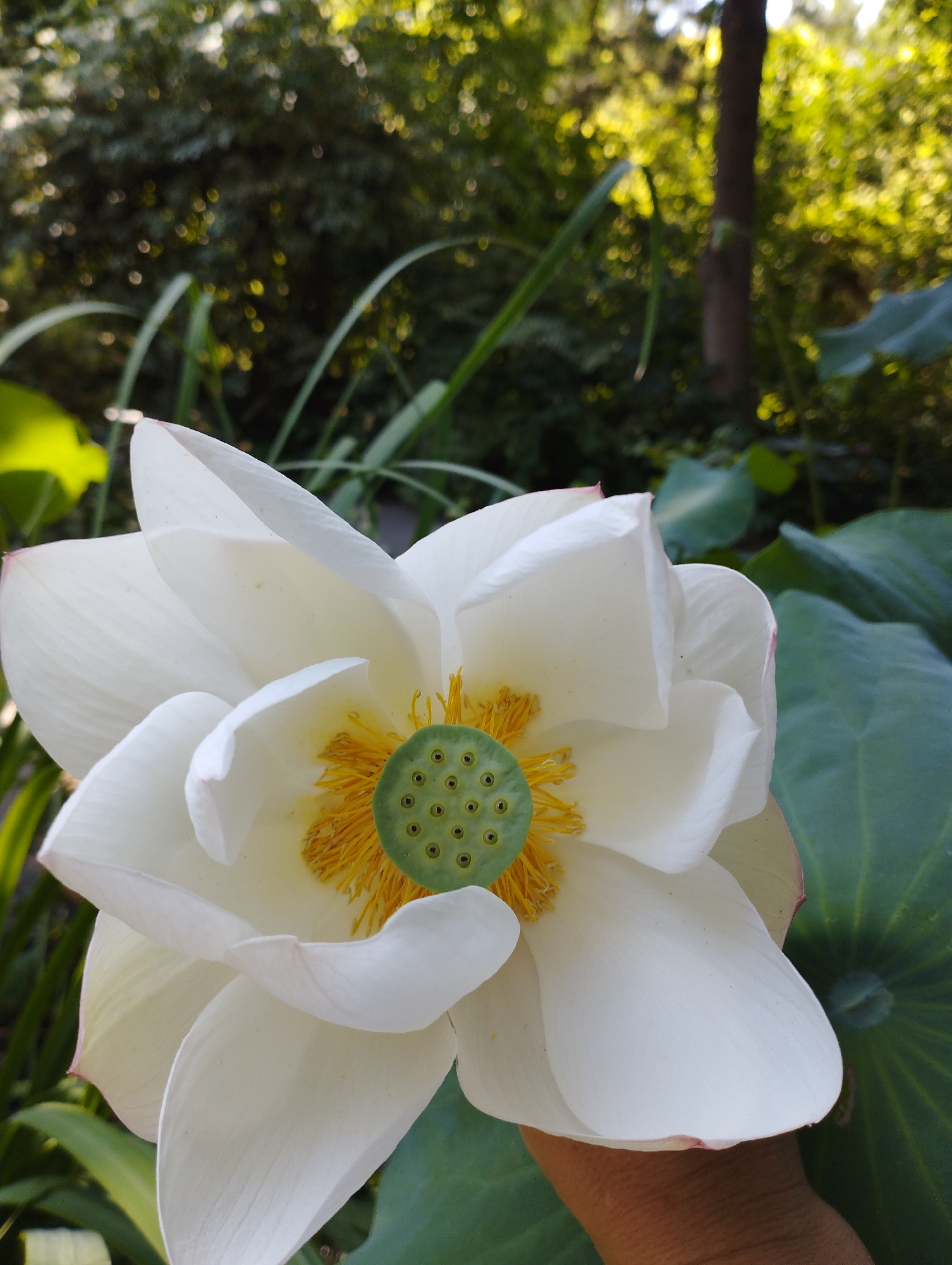 A close-up, slightly low-angle shot captures a white lotus flower held by a person's hand in a natural setting, possibly a garden in Kattasu, Uzbekistan. The flower, with its prominent white petals, is the central subject, with its yellow stamen and a green seed pod visible in the center. The background is softly blurred, showing lush green foliage and trees, with dappled sunlight filtering through, suggesting an outdoor environment during daylight. The hand holding the flower appears to be of a person with darker skin tone.