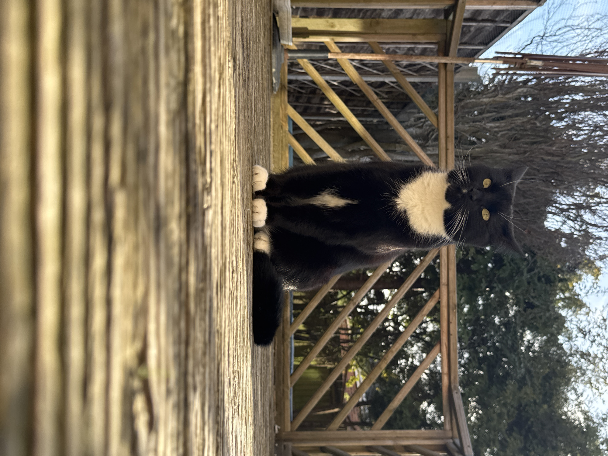 The image depicts a black and white tuxedo cat sitting on a weathered wooden surface. The cat faces the viewer, its yellow eyes prominent. Its paws are neatly positioned on the wooden surface. Behind the cat is a wooden structure, possibly a fence or railing, with trees and a blue sky visible in the background. The location is difficult to determine based on this image alone and cannot be confirmed within Desborough, United Kingdom.